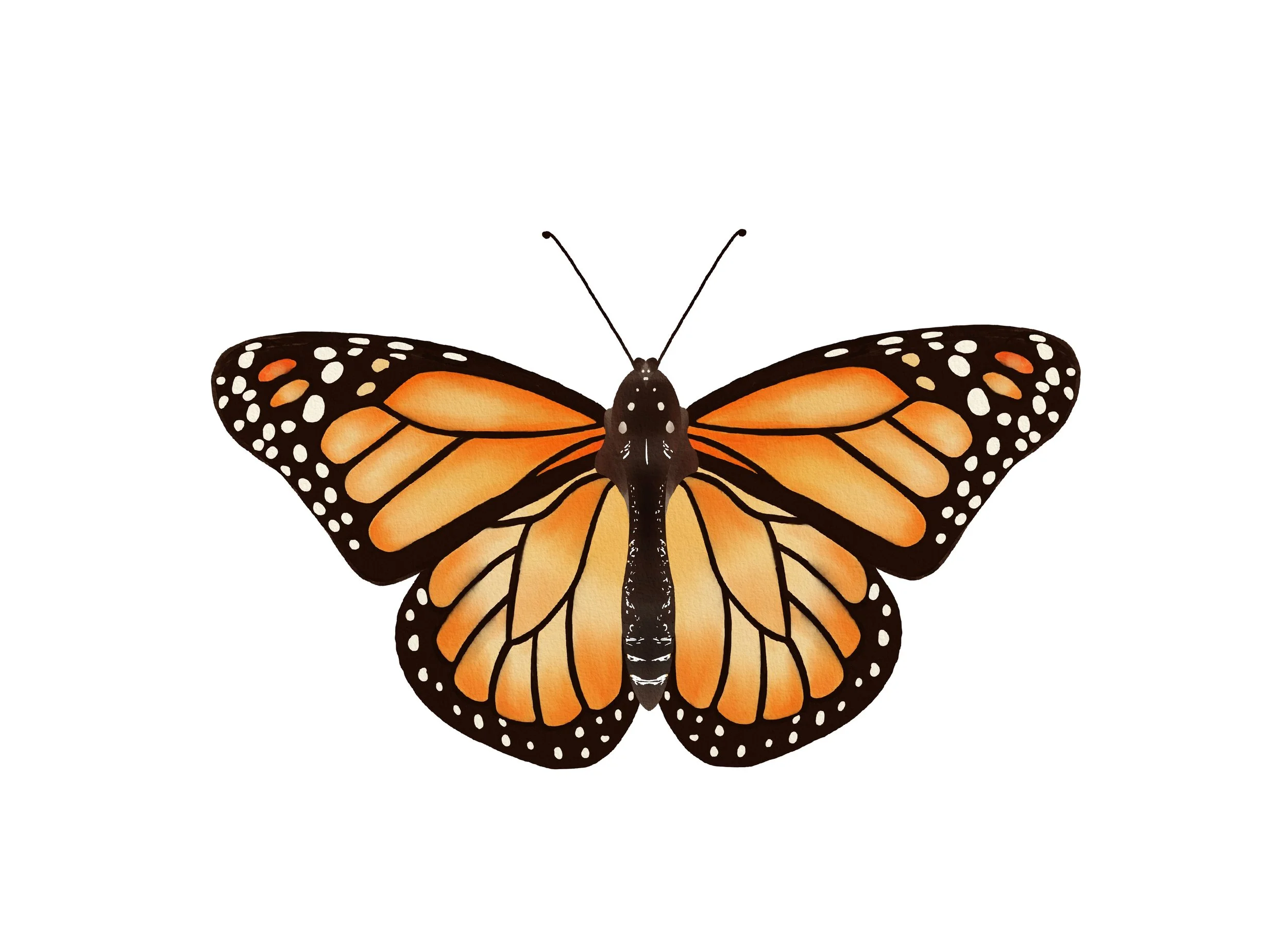 "Virgin" Monarch Butterfly