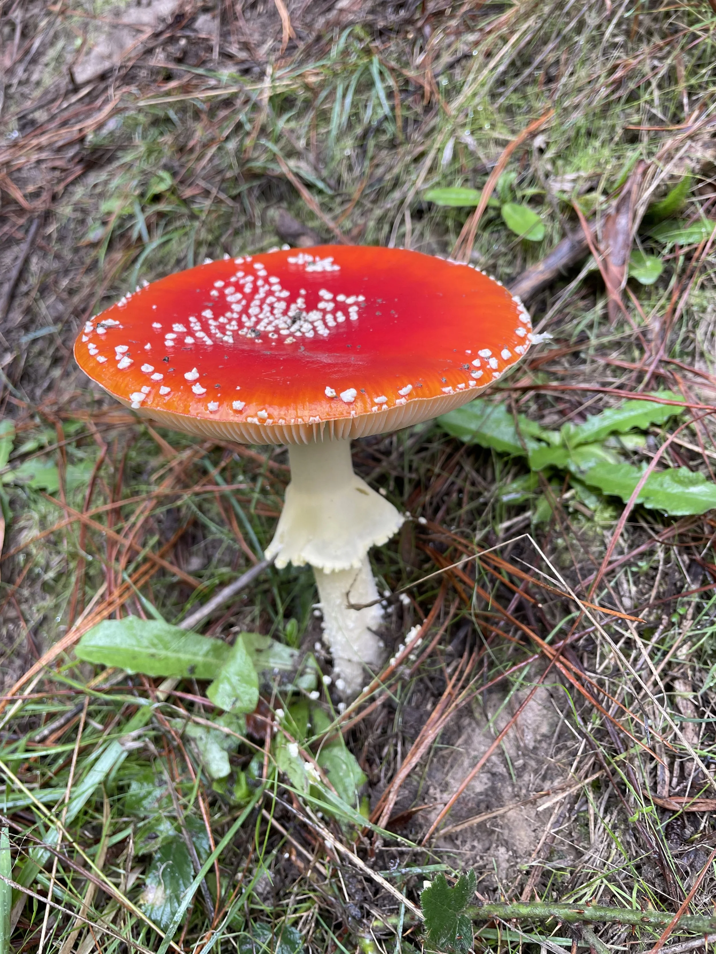 Farm Mushroom.jpeg
