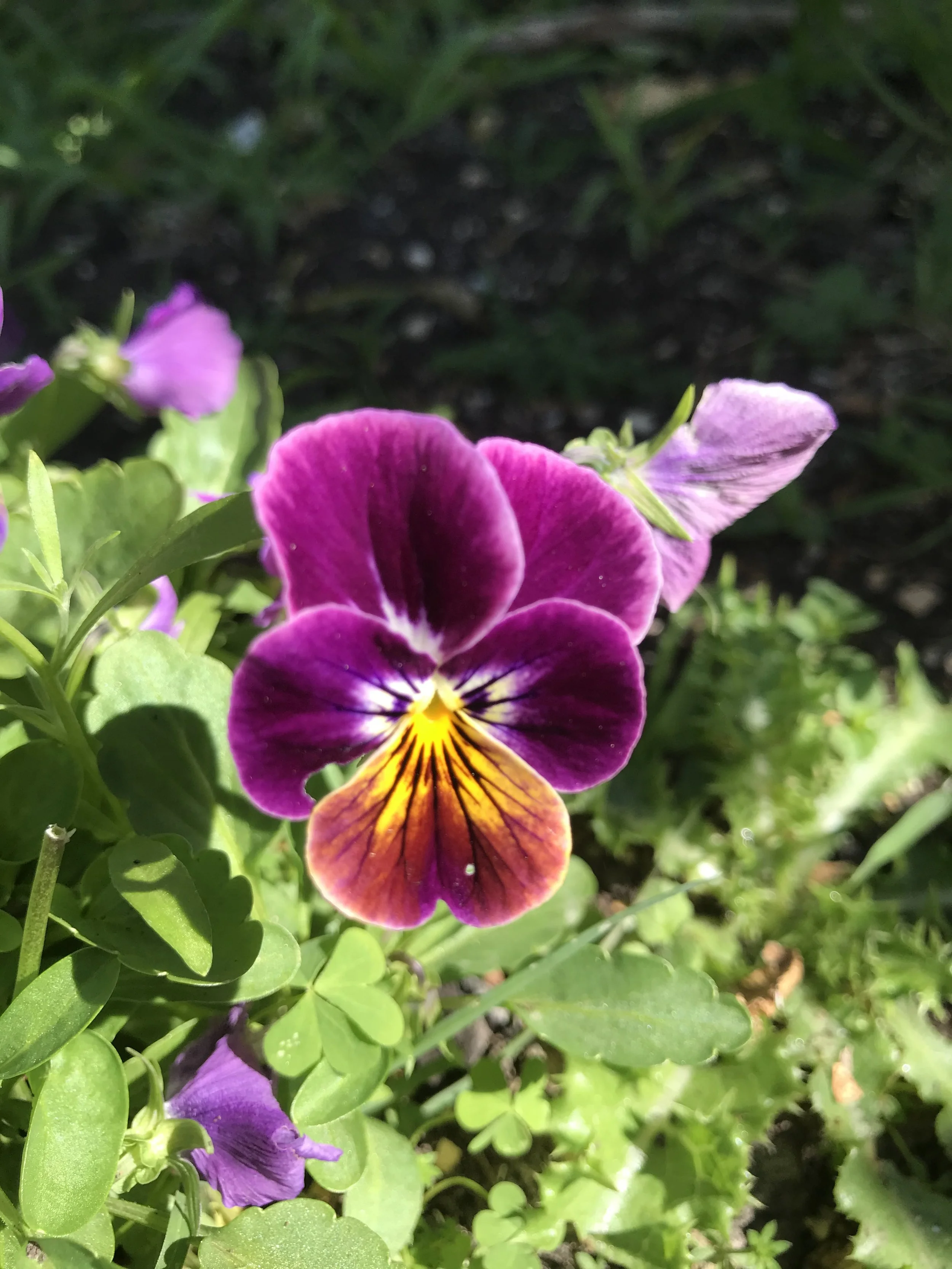 Farm Pansies.jpeg