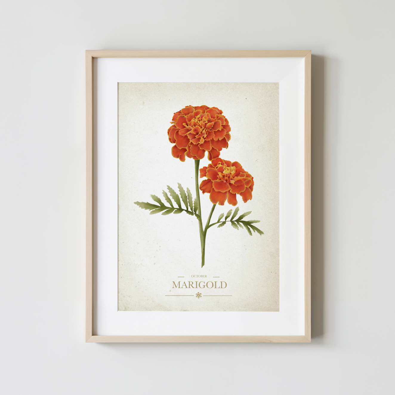 Marigold Botanical Study