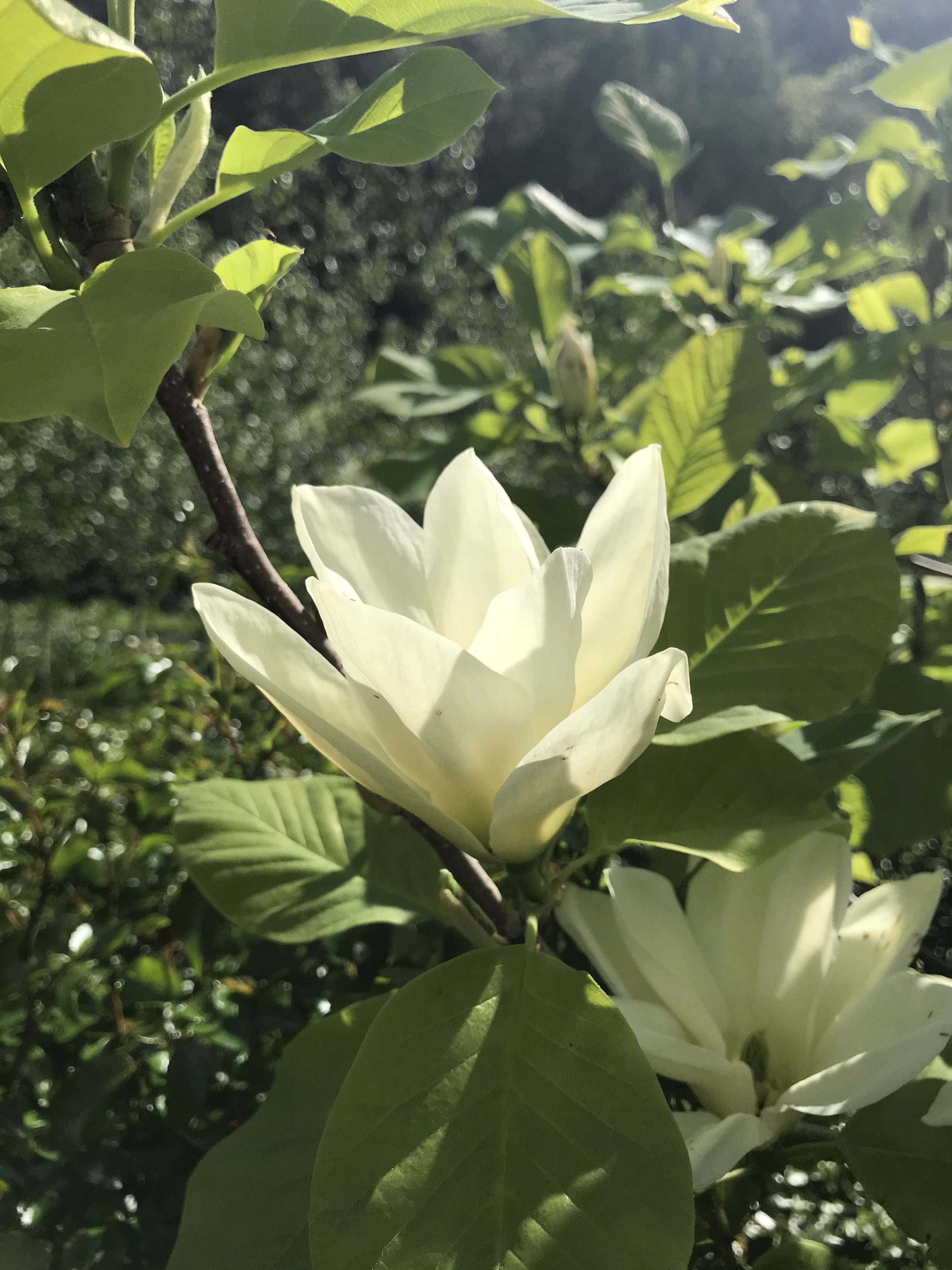 Farm Magnolias.jpeg