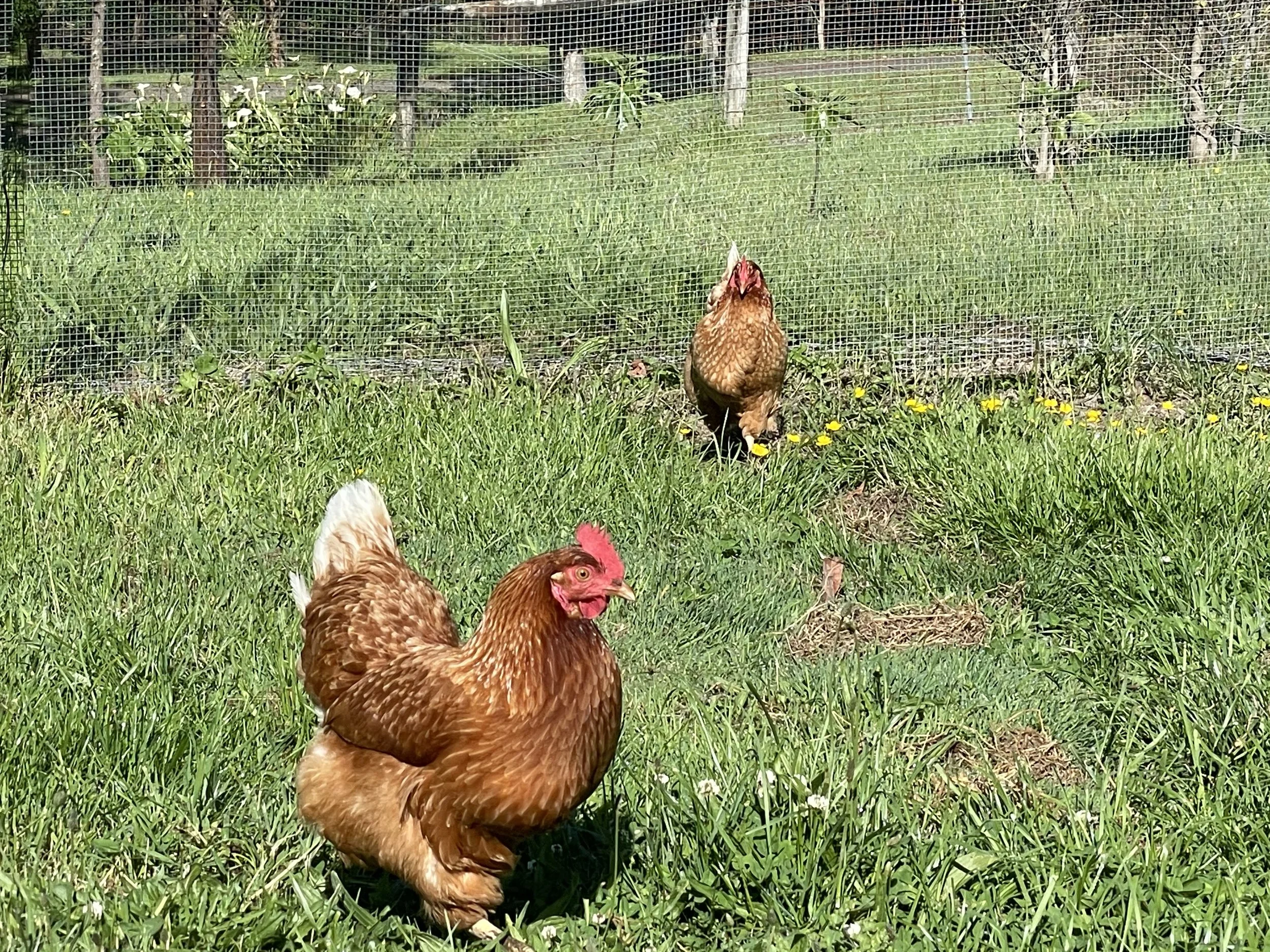 Chooks.jpeg