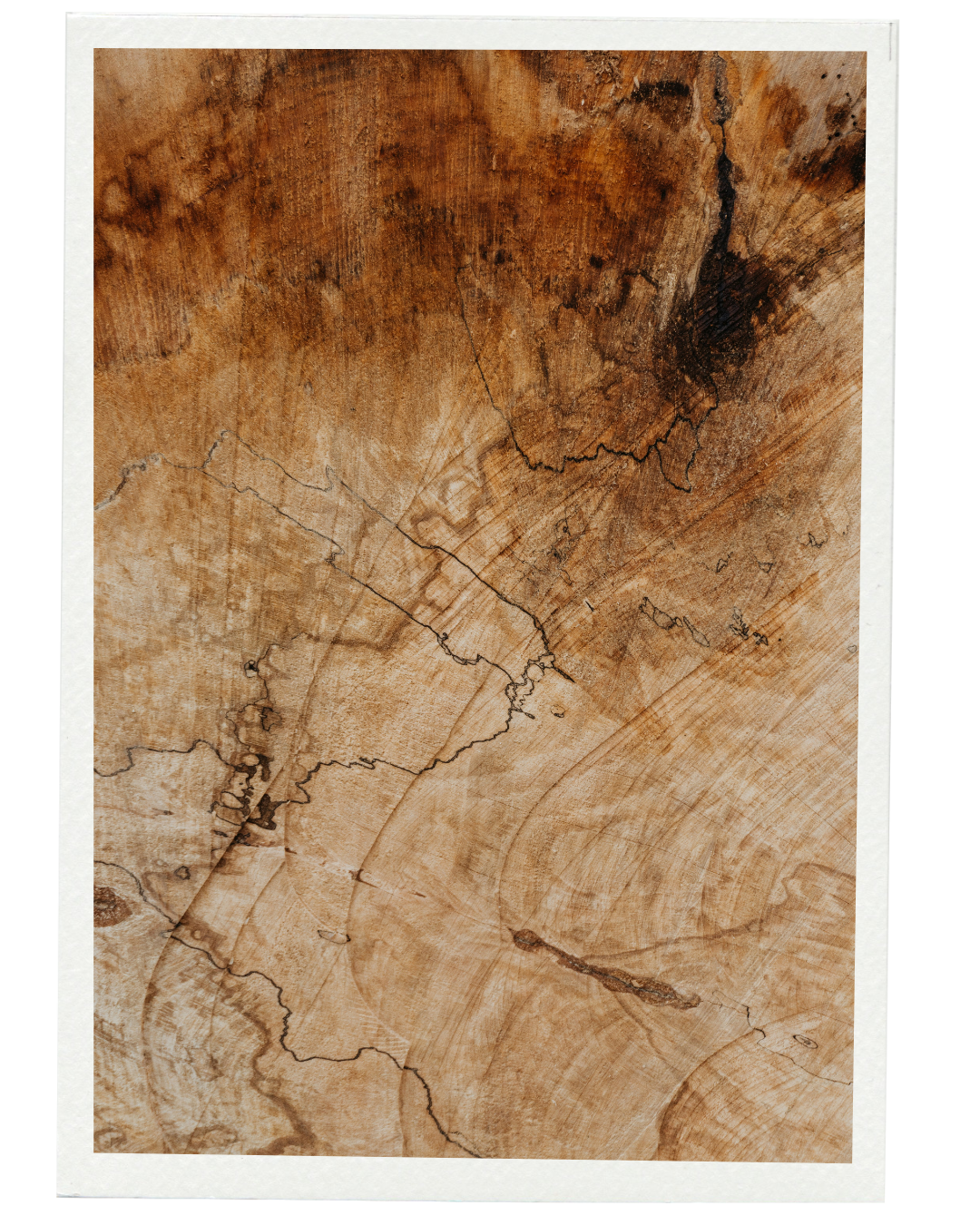 Close-up of a cross section of a tree trunk showing growth rings, cracks, and natural wood patterns.