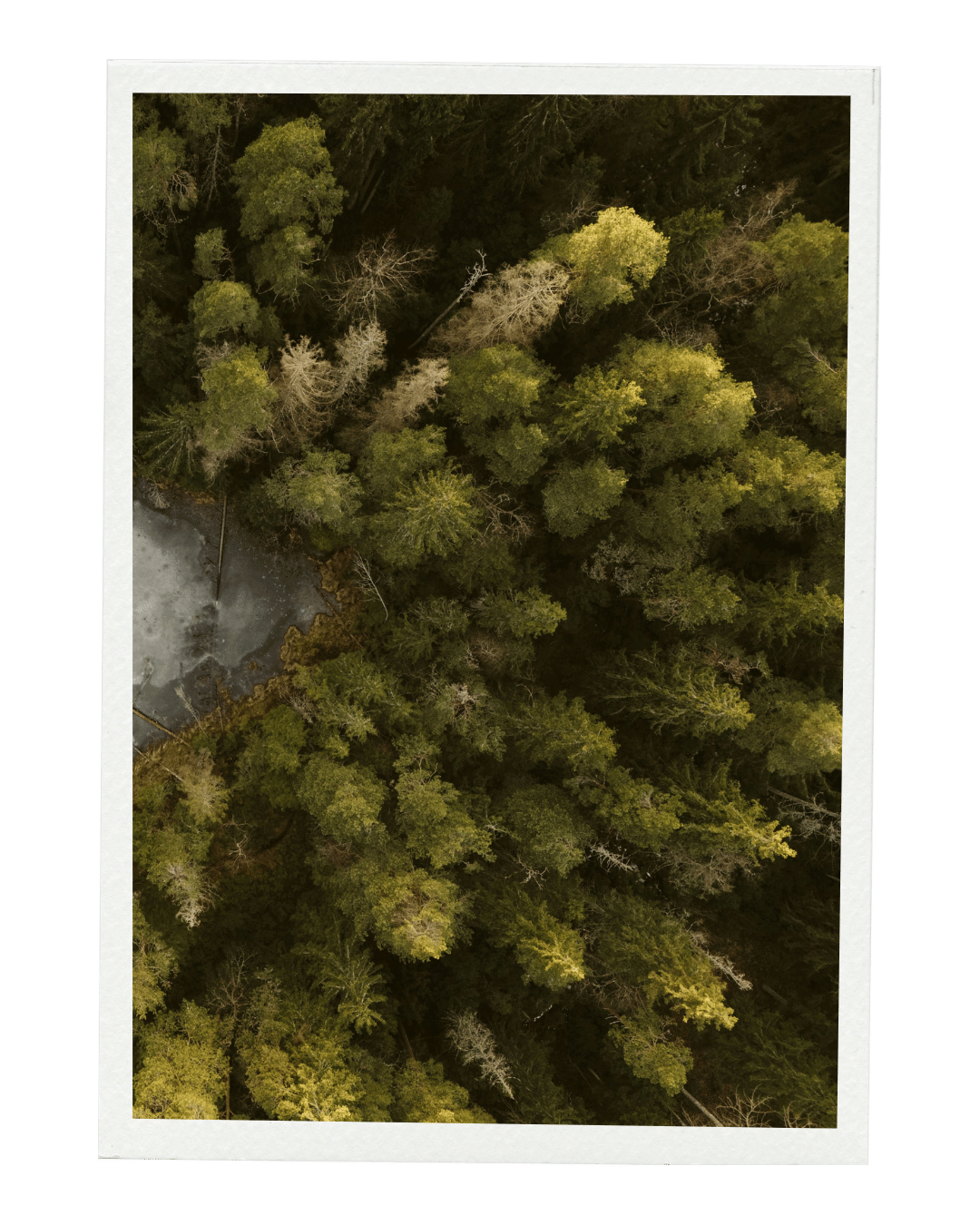Aerial view of a dense forest with a small pond or water body in the lower left corner.