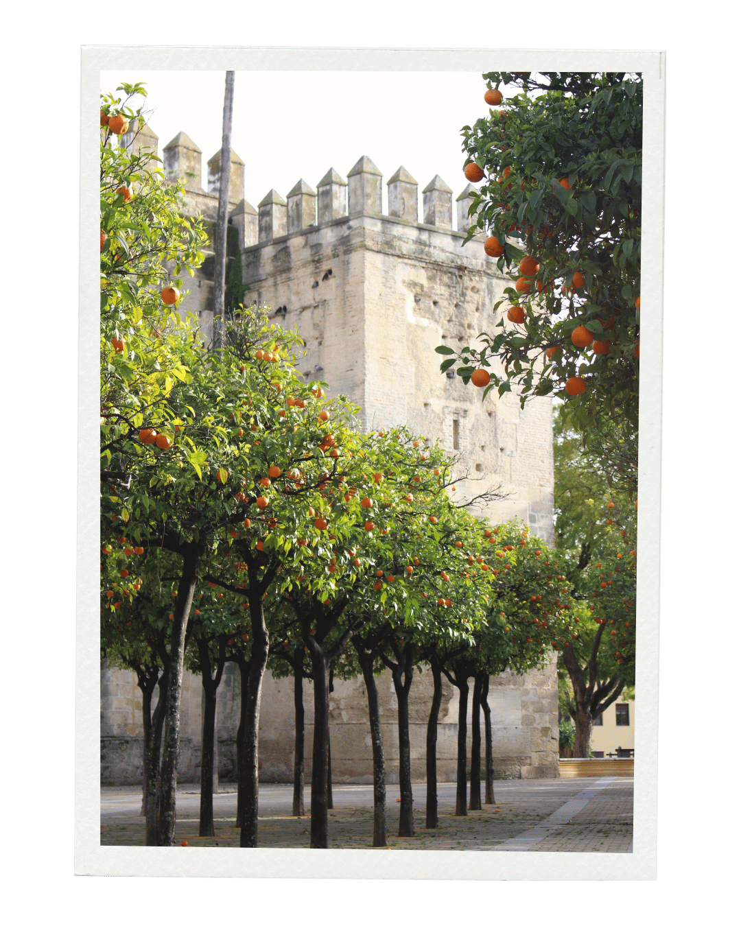 Orange trees with ripe fruit in front of a historic stone castle or tower with battlements.