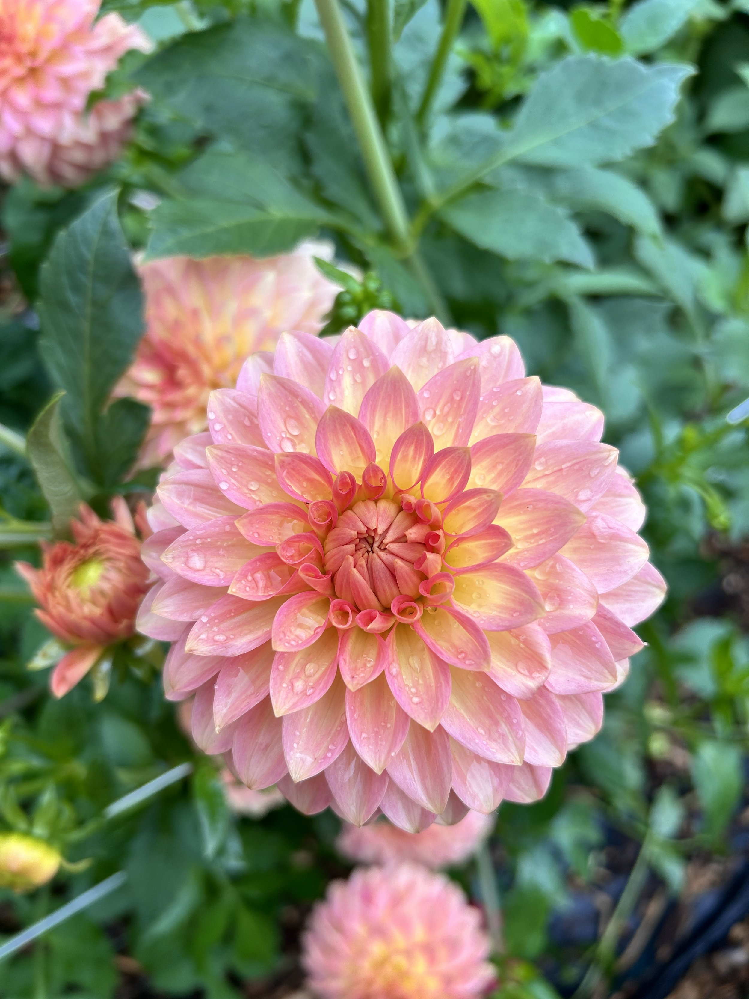 IMG_2424.jpeg
