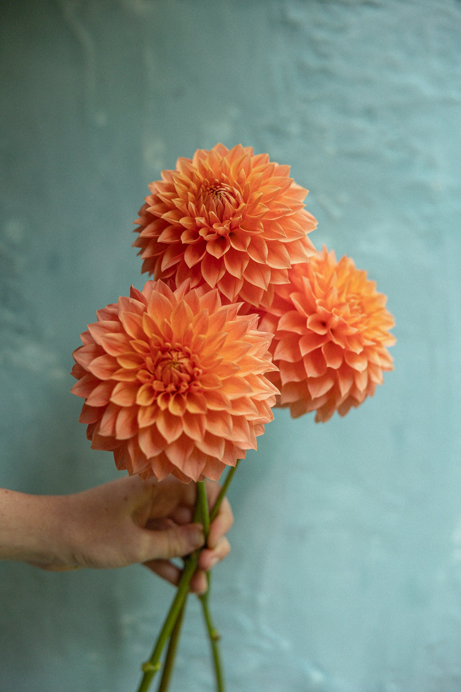 angelina-dahlias-2023-3342.jpg
