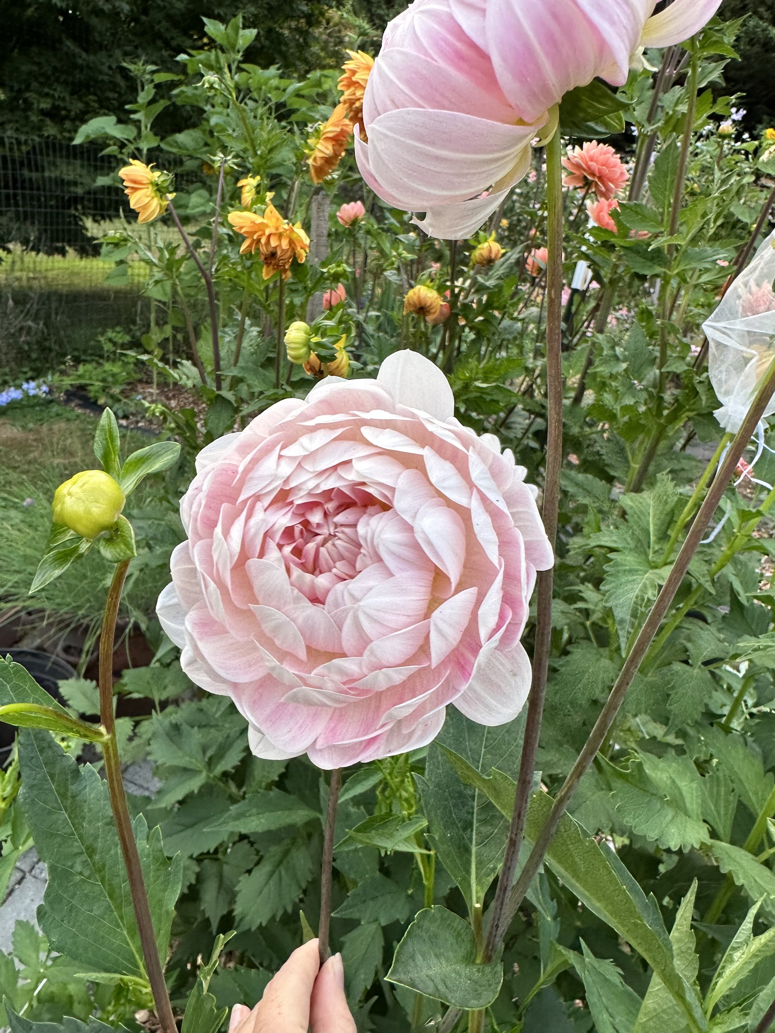 IMG_1969.jpeg