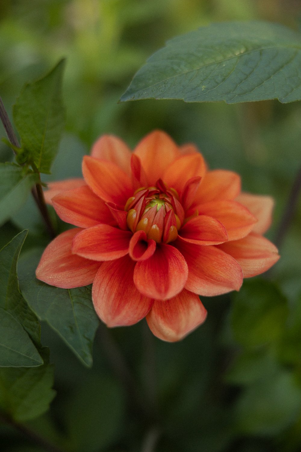 angelinas-dahlias-8964.jpg
