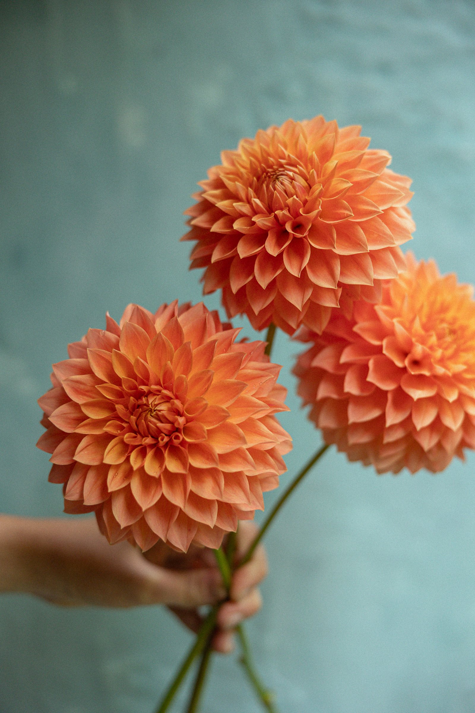 angelina-dahlias-2023-3350.jpg
