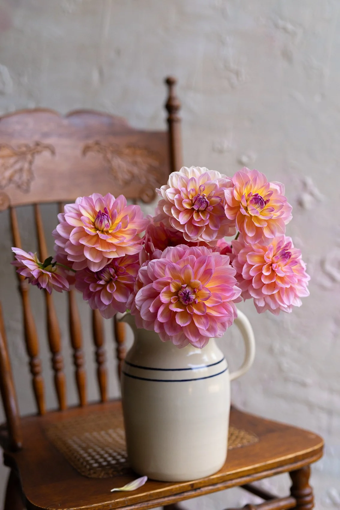 Sandia Rose - Limit 1