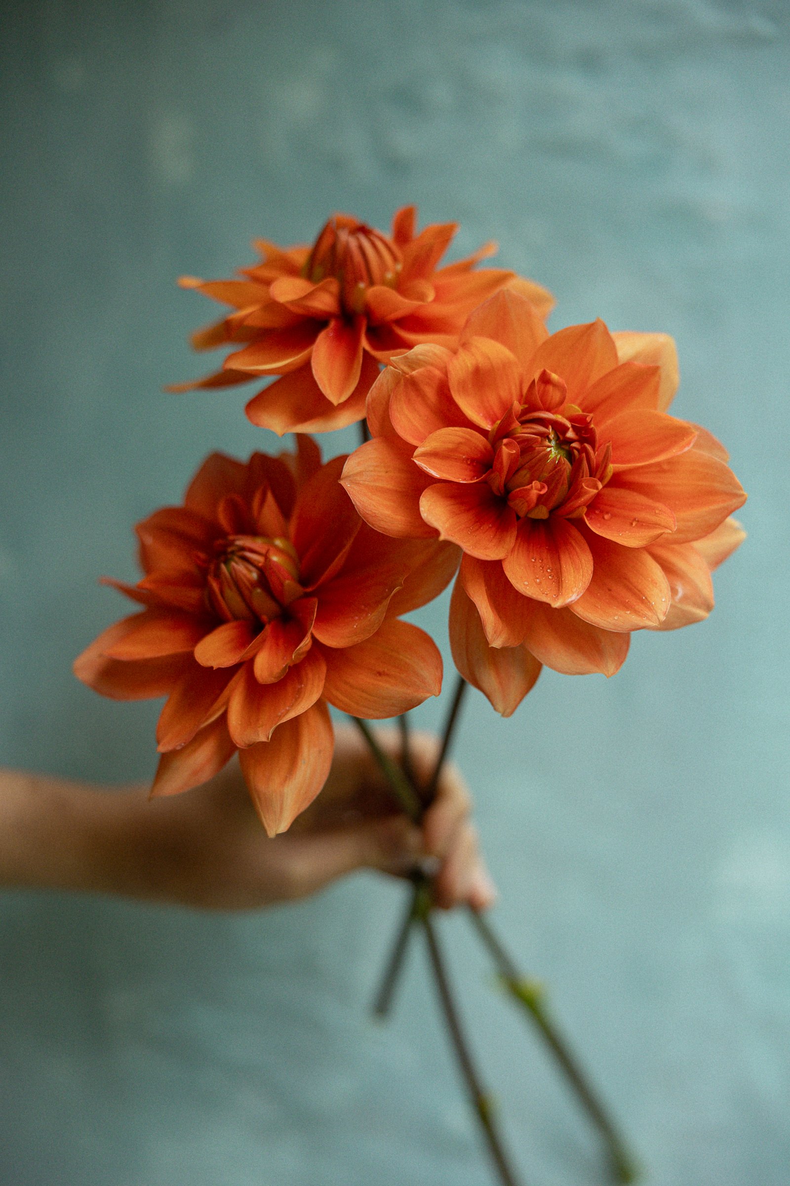 angelina-dahlias-2023-3326.jpg