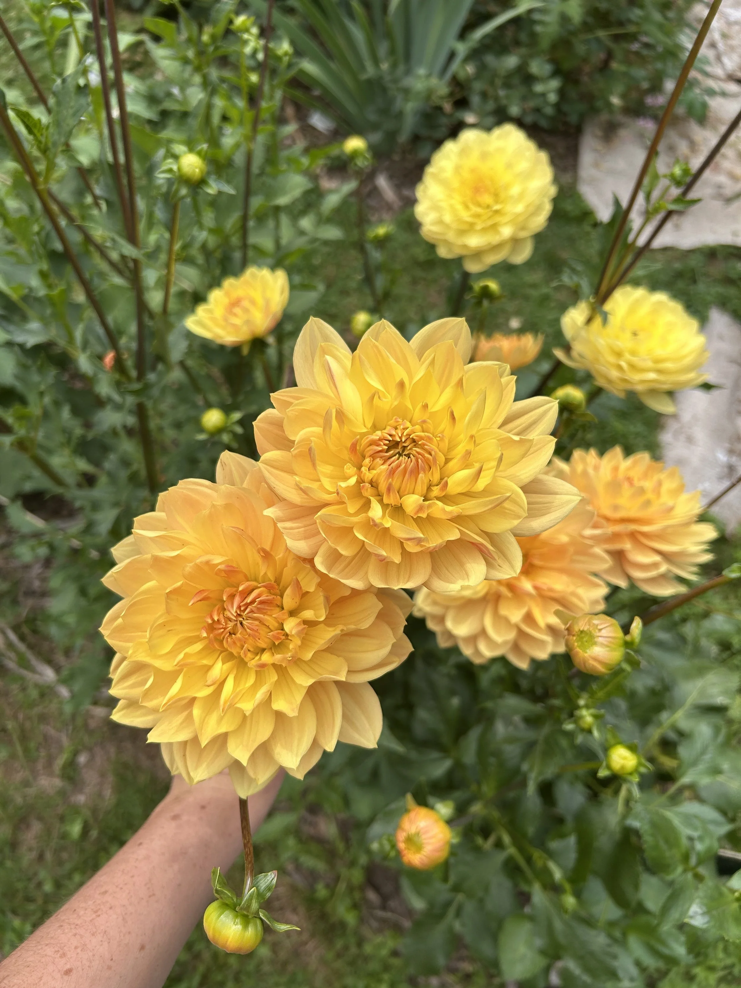 IMG_7370.jpeg