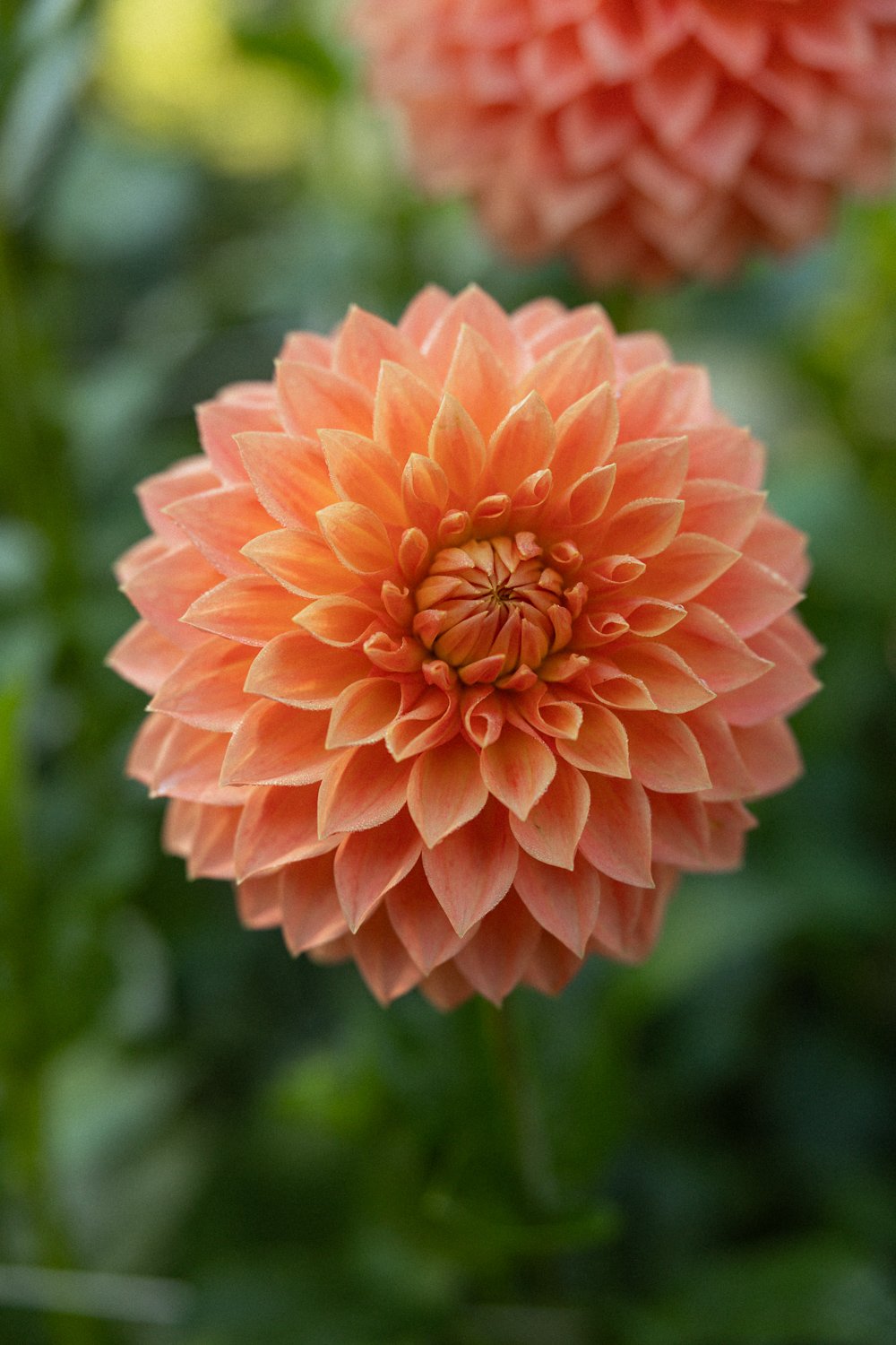 angelinas-dahlias-8910.jpg