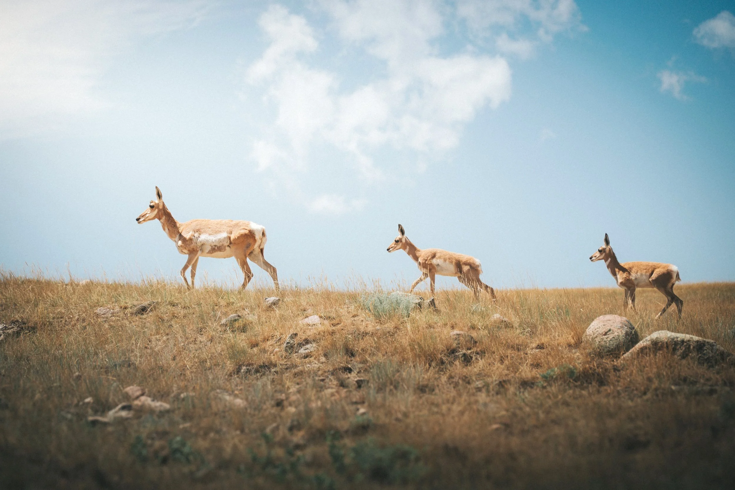 Pronghorn (Antilocapra americana)