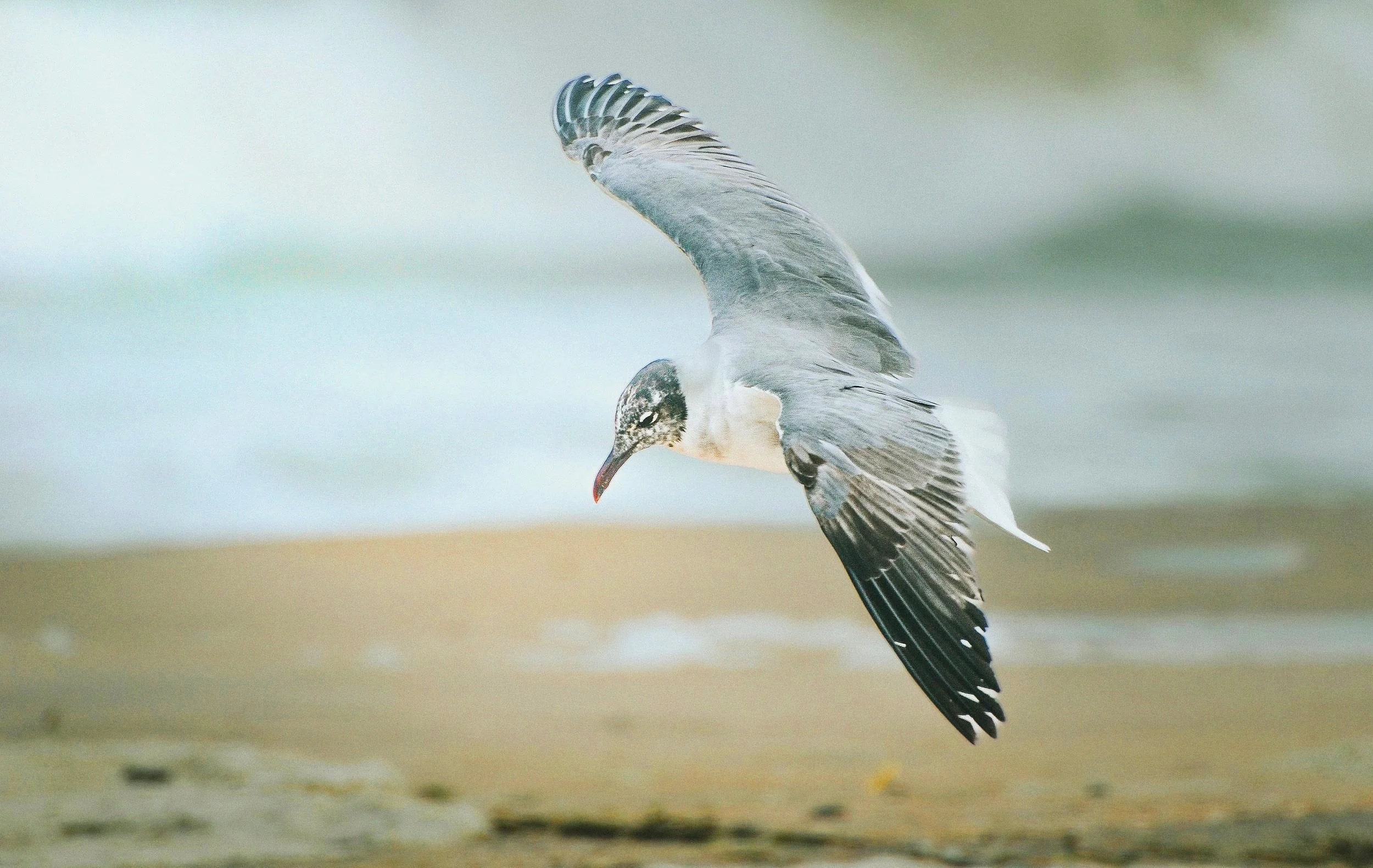 laughing seagull (Leucophaeus atricilla)