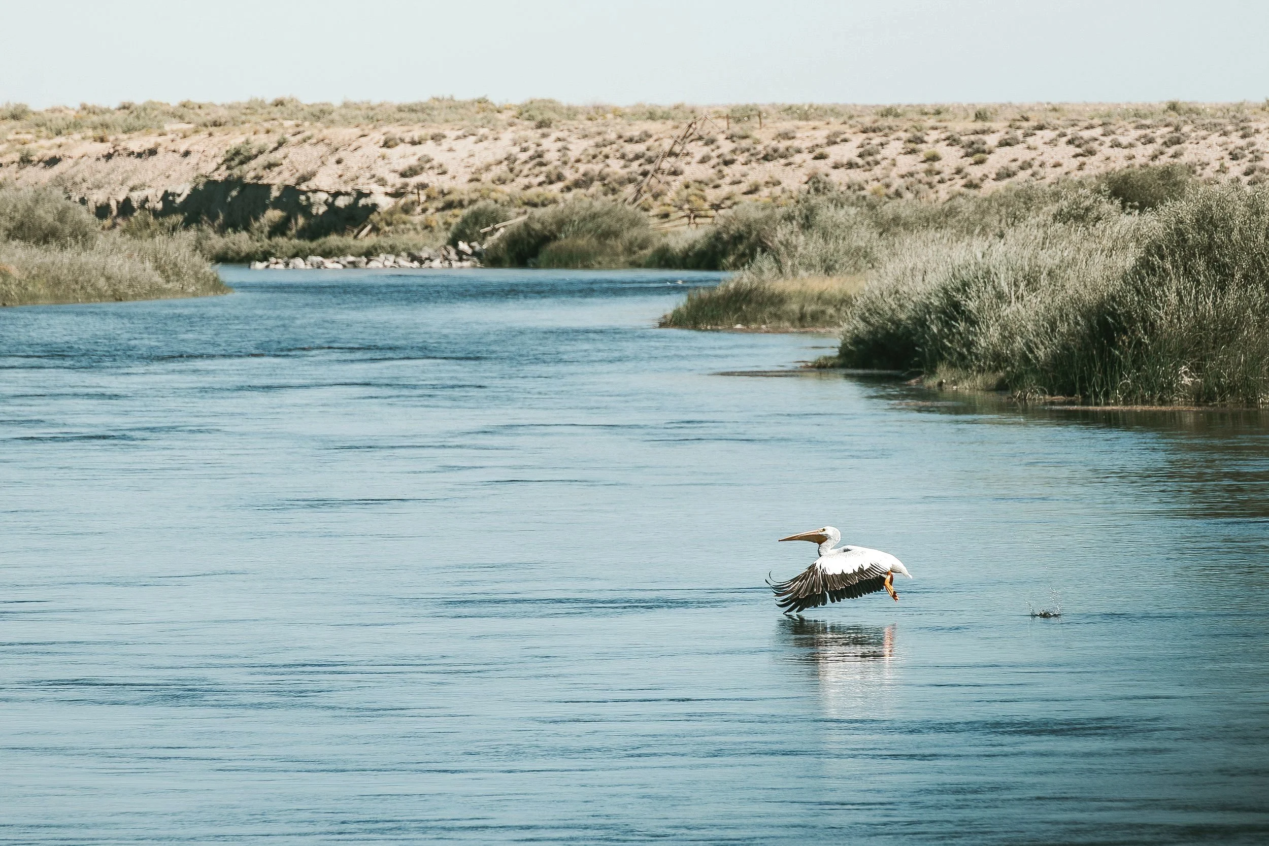 American white pelican (Pelecanus erythrorhynchos)