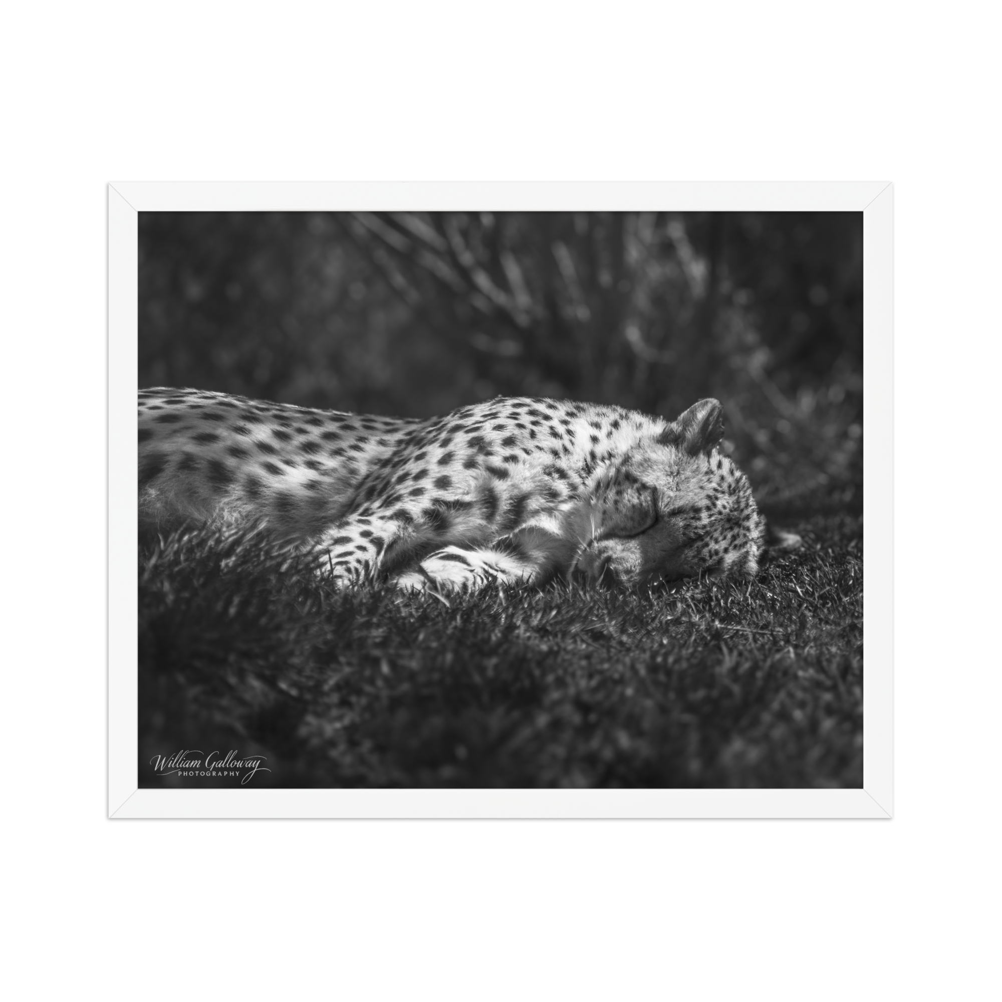 premium-luster-photo-paper-framed-poster-(in)-white-16x20-front-6782cf853c27d.png