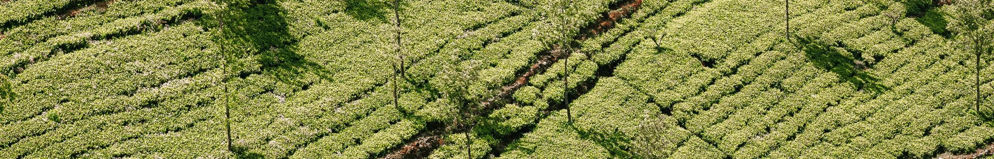 An aerial view of a lush green tea plantation with rows of tea plants and scattered trees.