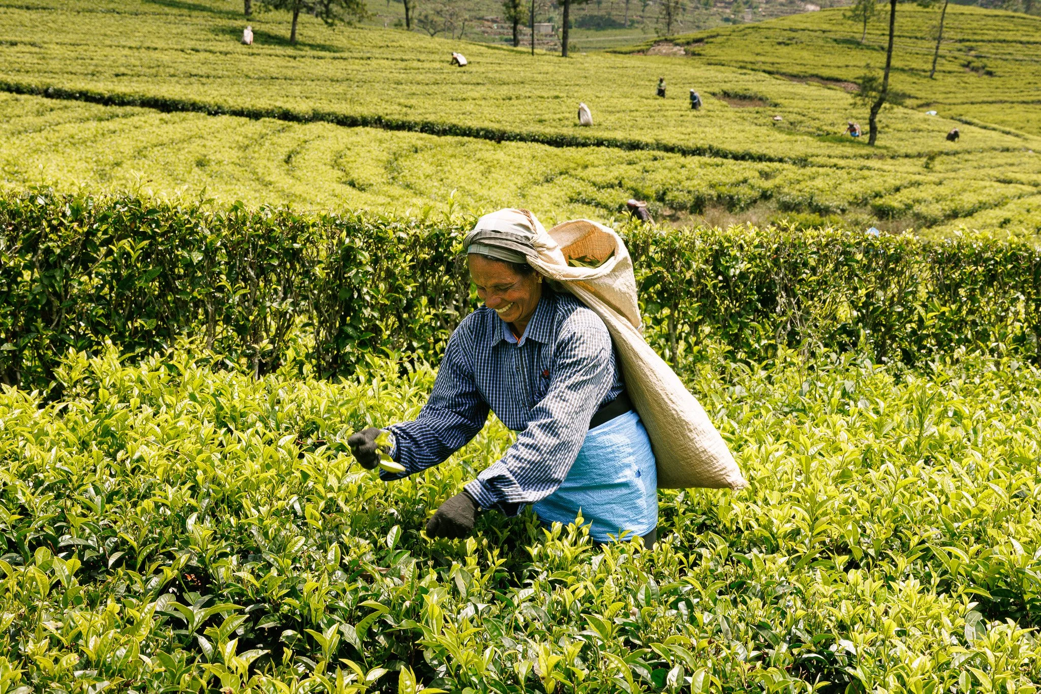 A woman harvesting tea leaves in a lush green tea plantation, smiling and wearing a hat and gloves.