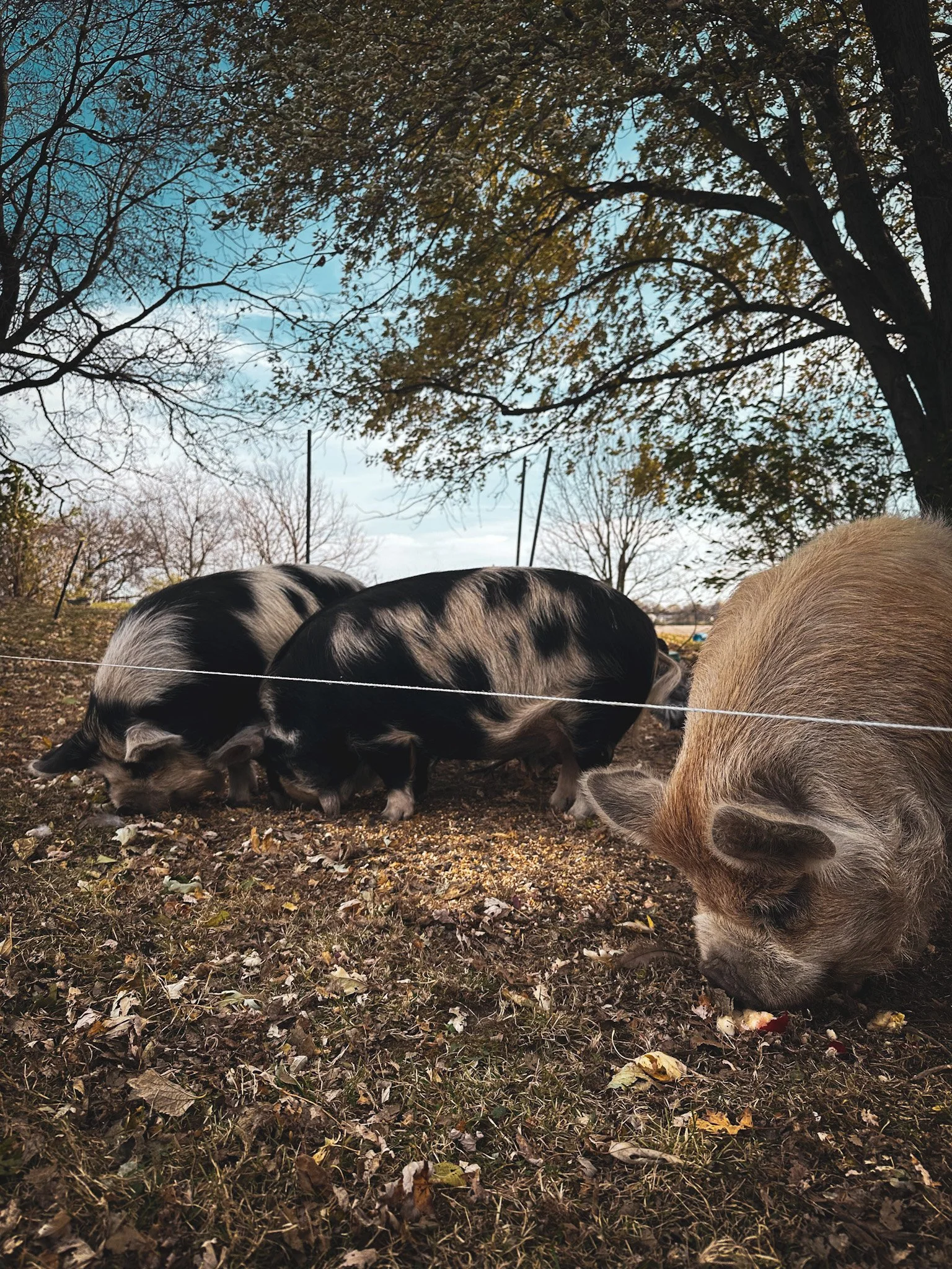 kunekune pigs grazing.jpg