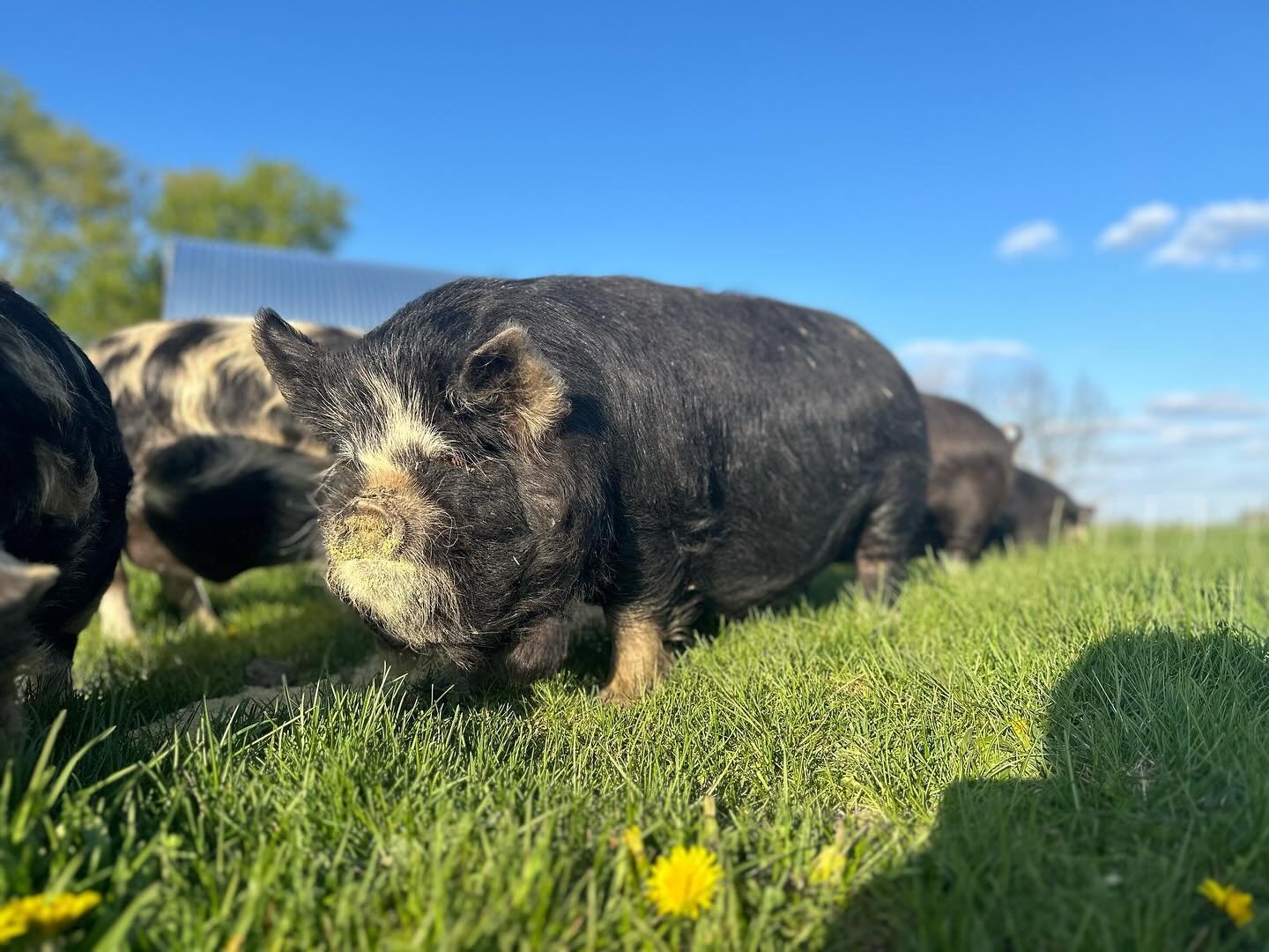 This is &ldquo;Big Black&rdquo;&hellip;my Prototype Pig. If I could make 100 more like him I would. Thankfully, mom &amp; dad live here so I can 🤓 The variability of KuneKunes is so fun and interesting. What will be an even better case study is: doe