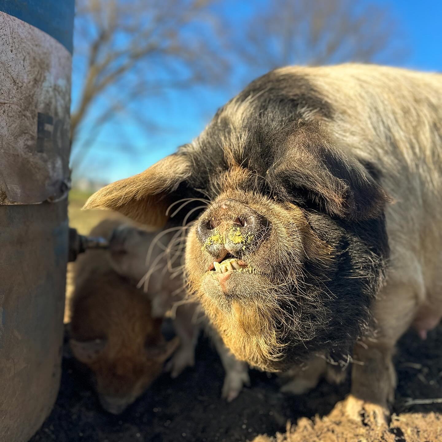 Oh Bella. 😅
How we love you and your goofy face and your dingbat personality. She is the definition of &ldquo;bless her heart&rdquo;. 😂🫶🏻

#kunekunepigs #pastureraisedpork #kunekunepork