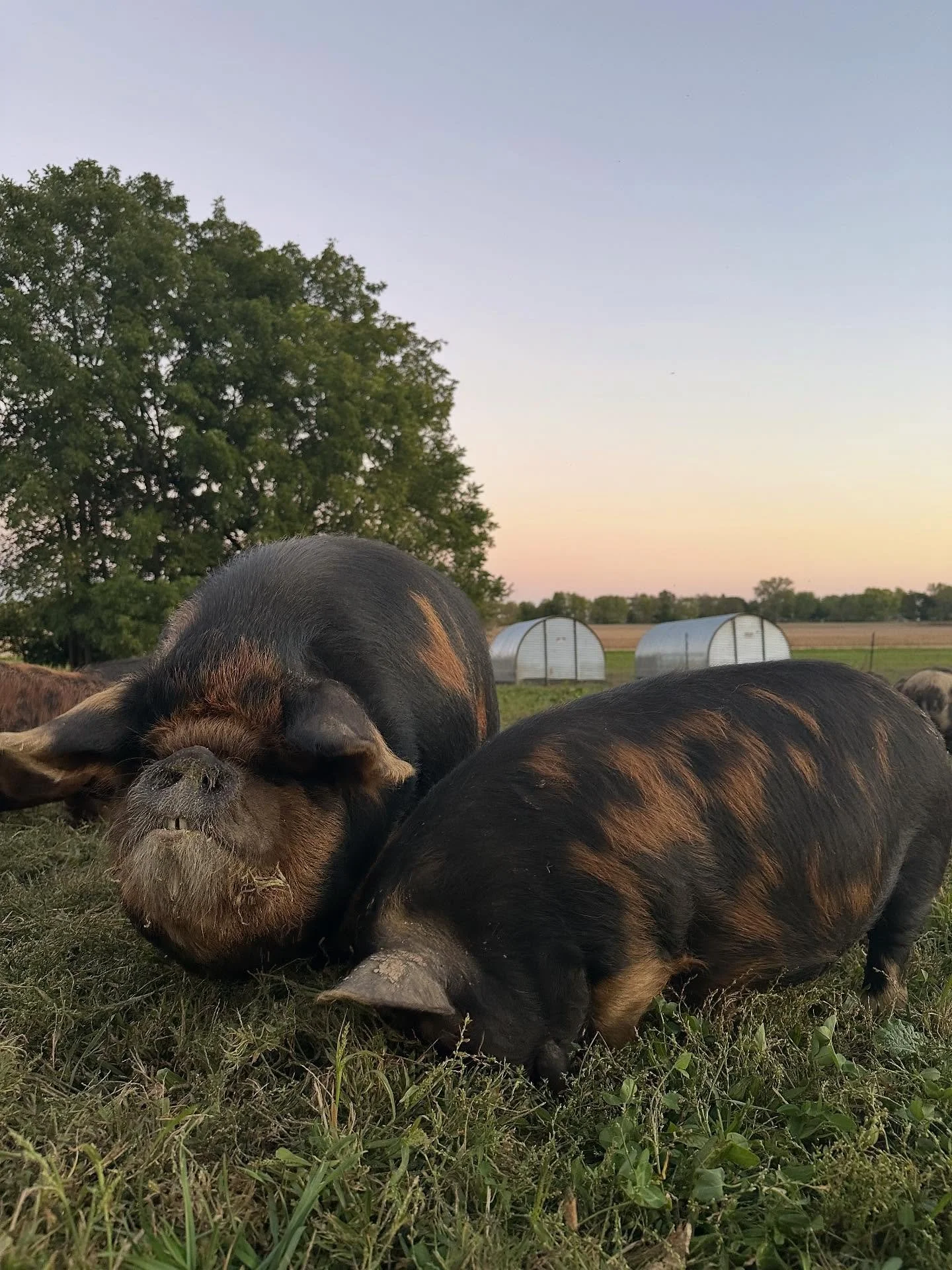 Beverly and her beautiful daughter Maple 🍁 @ 6 months old. 

She has all the best of mom (including personality) with some added dimension from dad (Millcrest Farm Ru 10 Walter).

I&rsquo;m planning to retain Maple and keep our Kereopa line going st