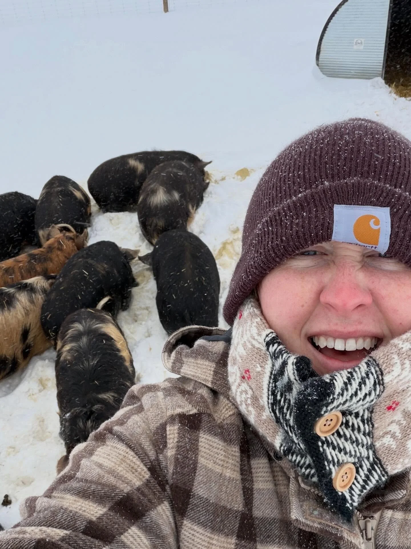 🌿 WINTER STORM FERN 🌿 on Butter Hill!

Having a grand time! 
Make sure you turn your sound up the the beginning of that first video 😆💤 It&rsquo;s safe to say KuneKunes remain unbothered by blizzard conditions!
