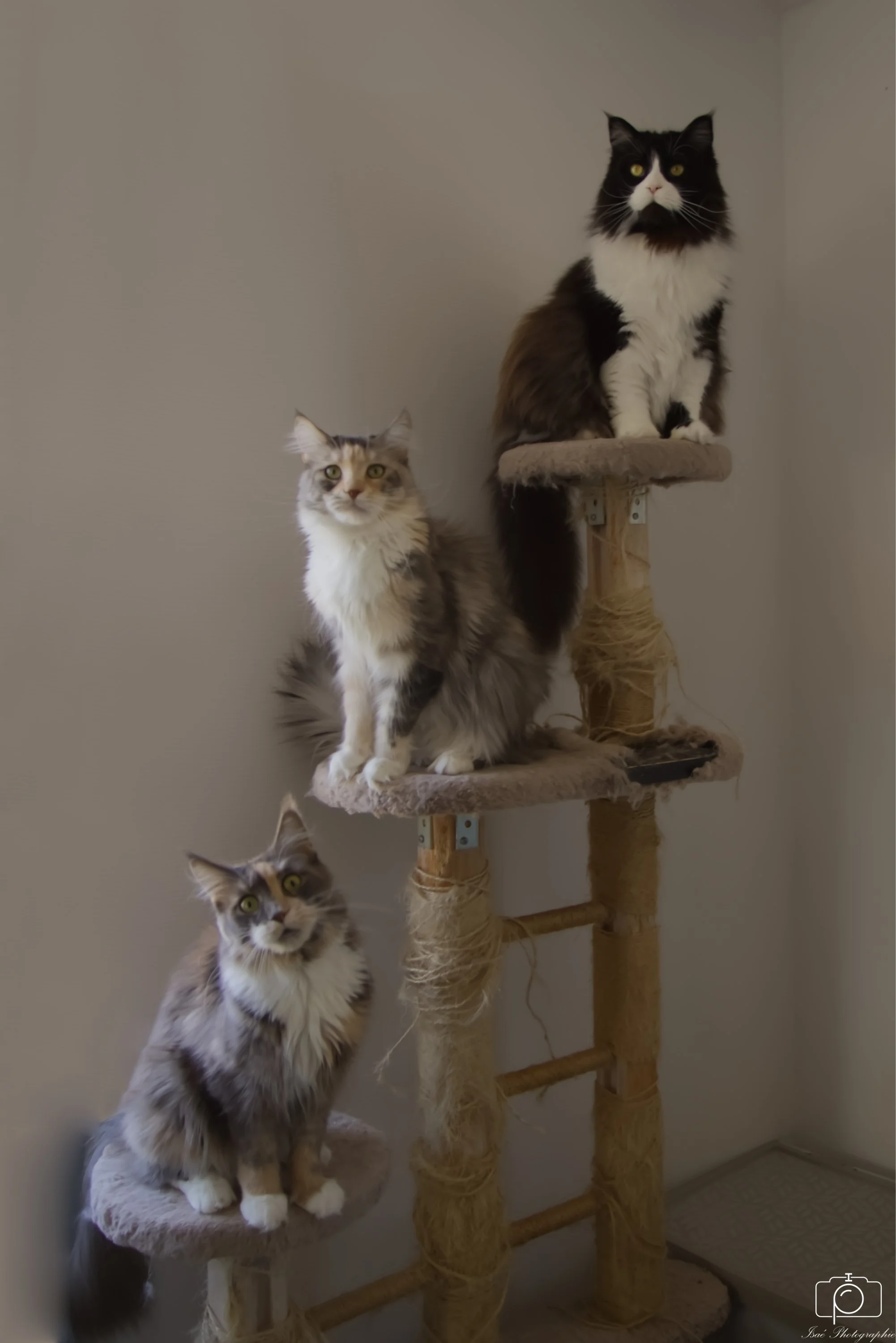 Chats (1).jpg