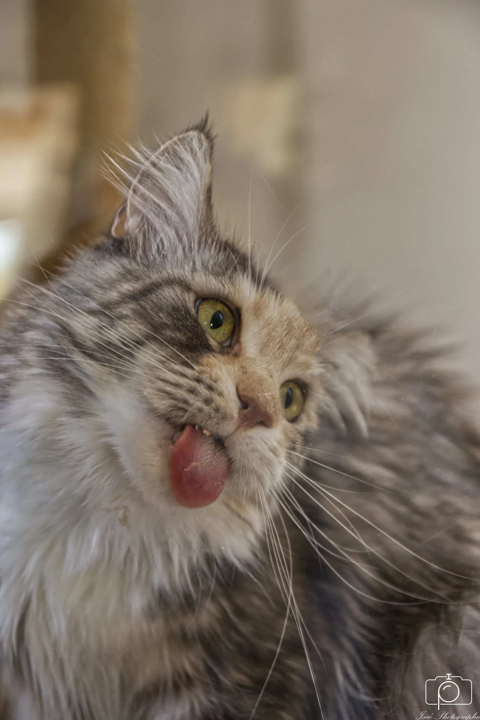 Chats (13).JPG
