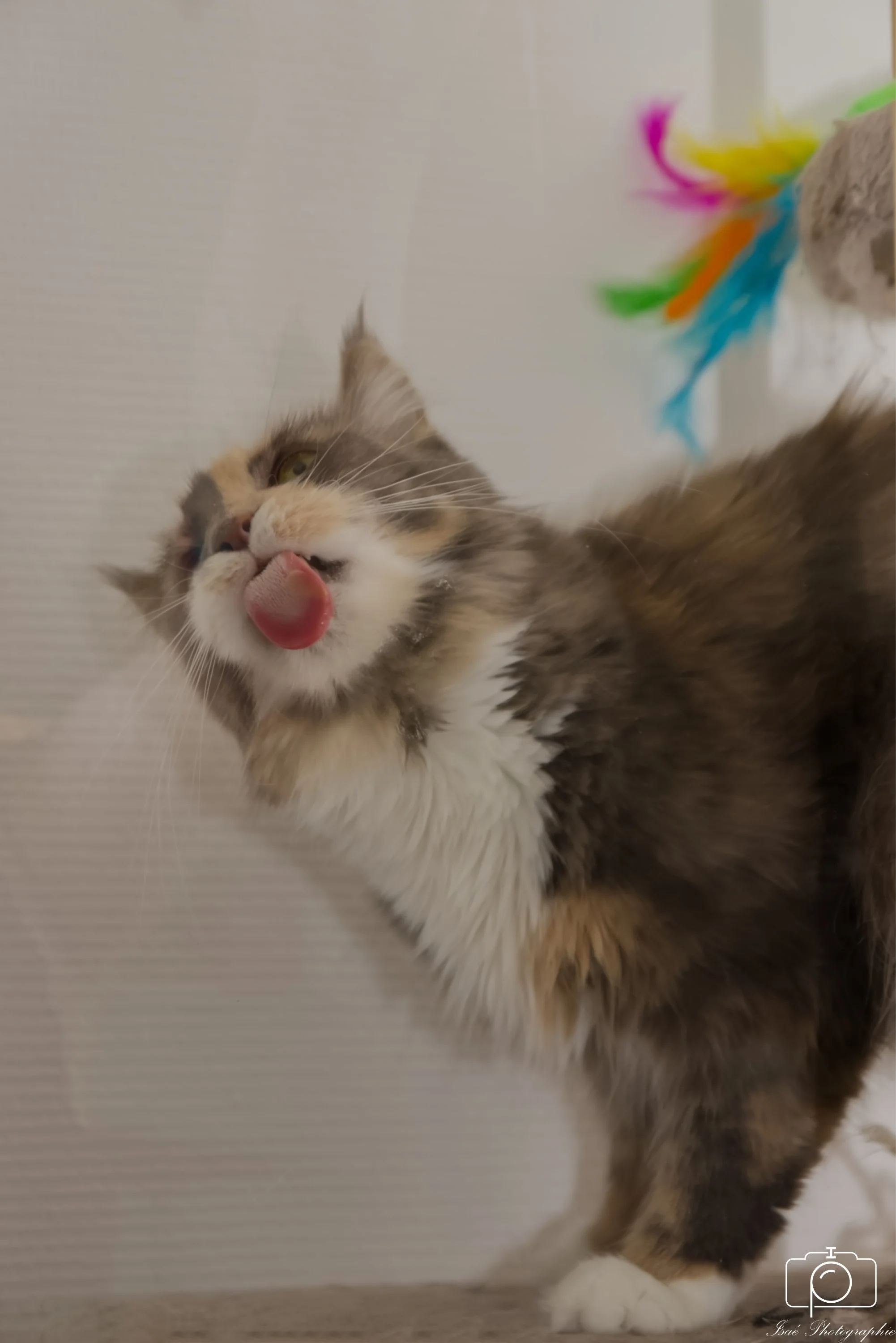 Chats (14).JPG