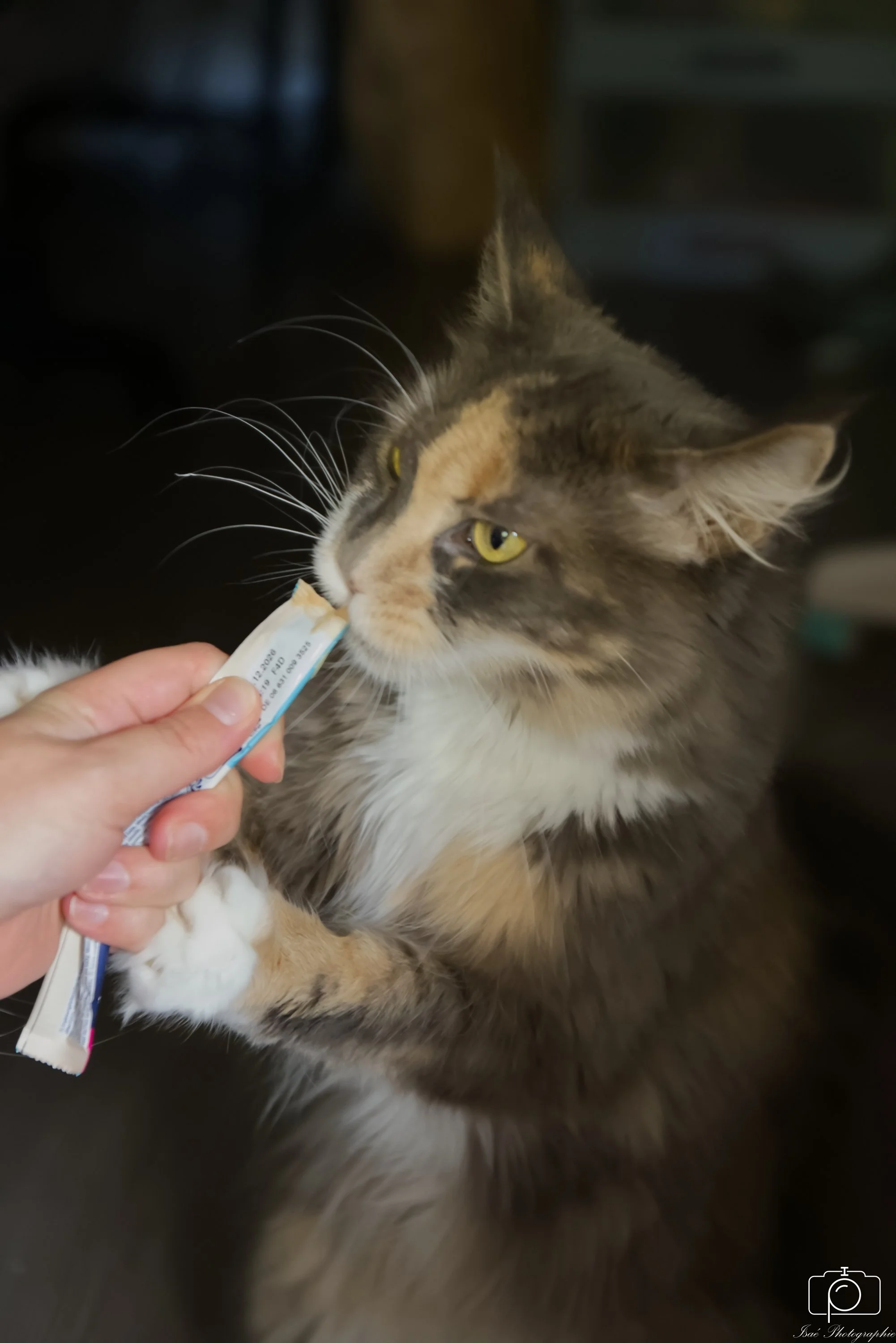 Chats (18).jpg