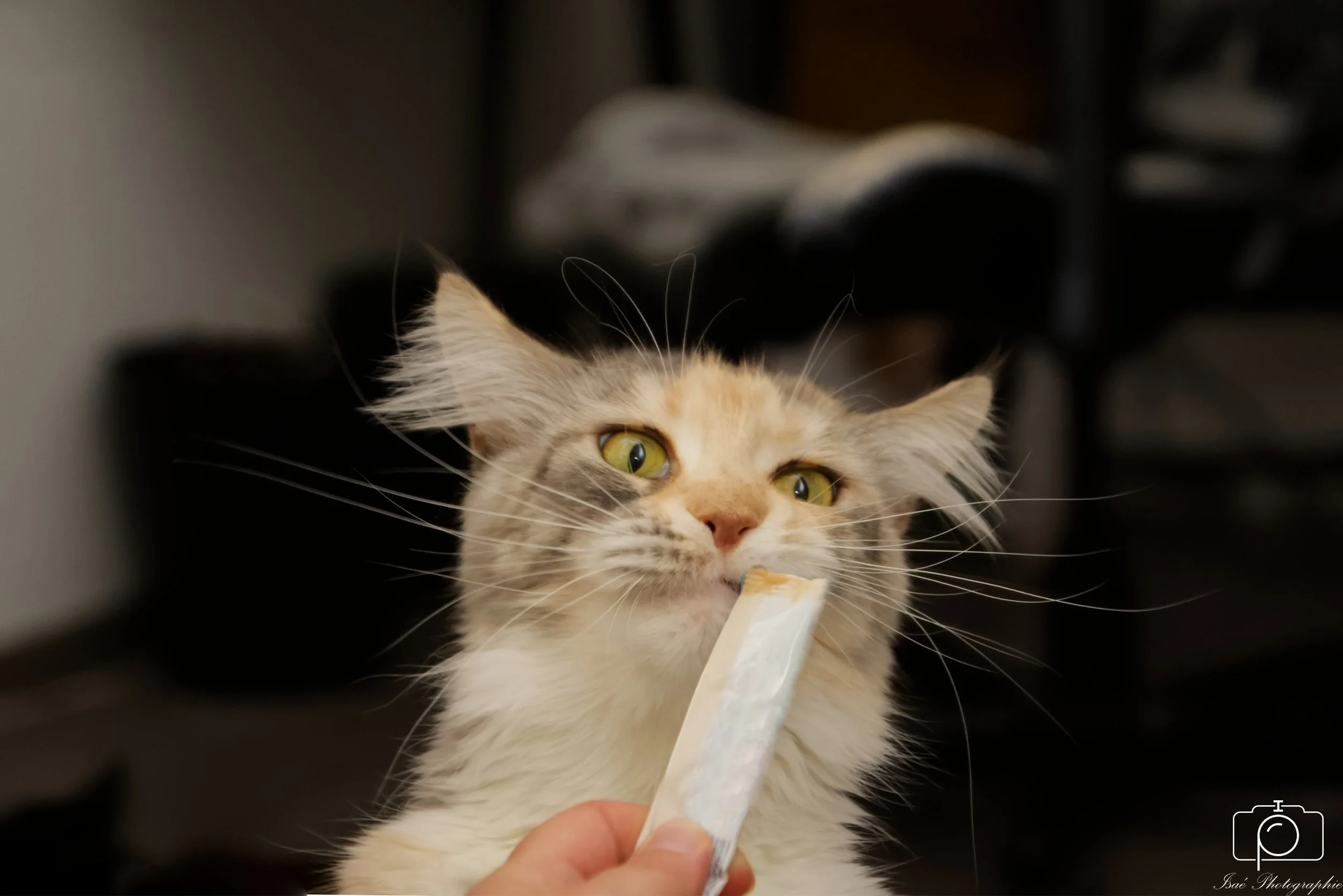 Chats (19).jpg