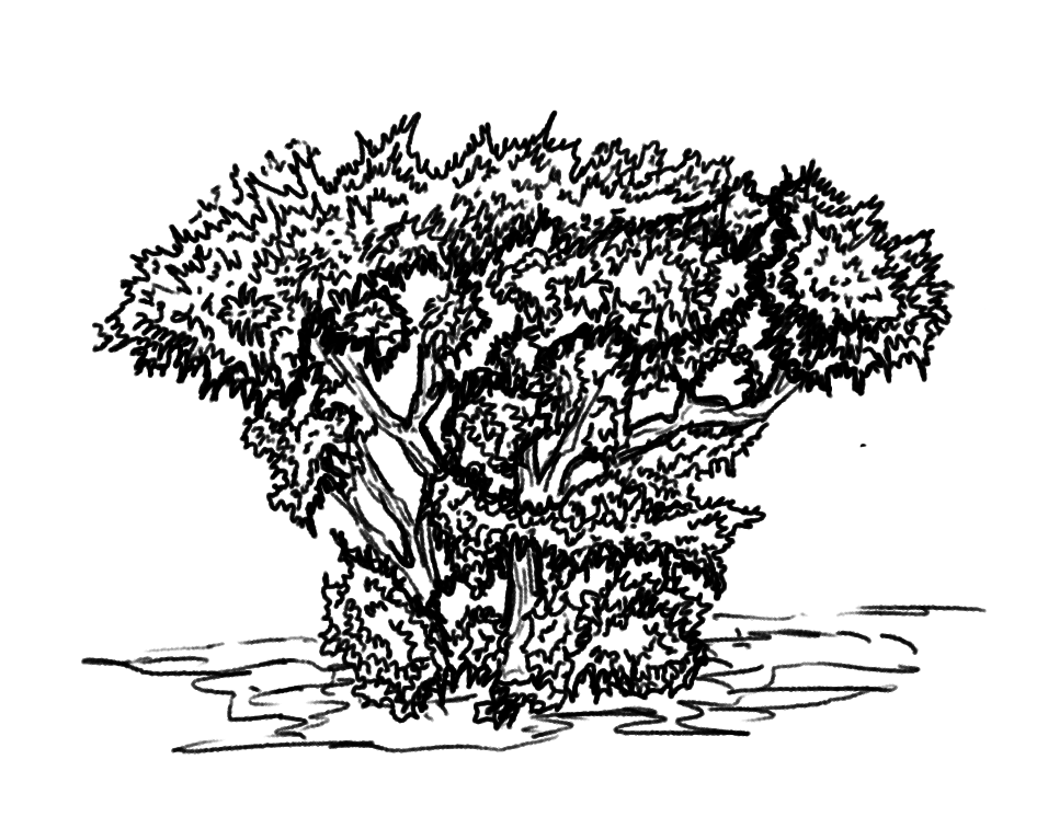 plant 4.png