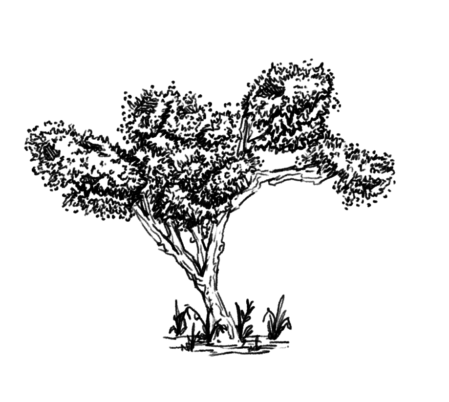 plant 2.png