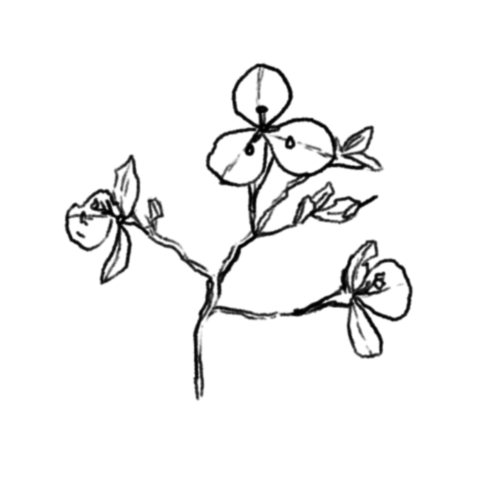 plant 7.png