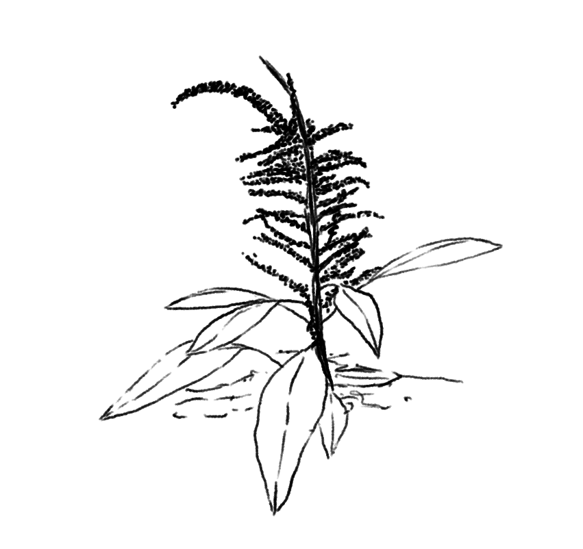 plant 5.png