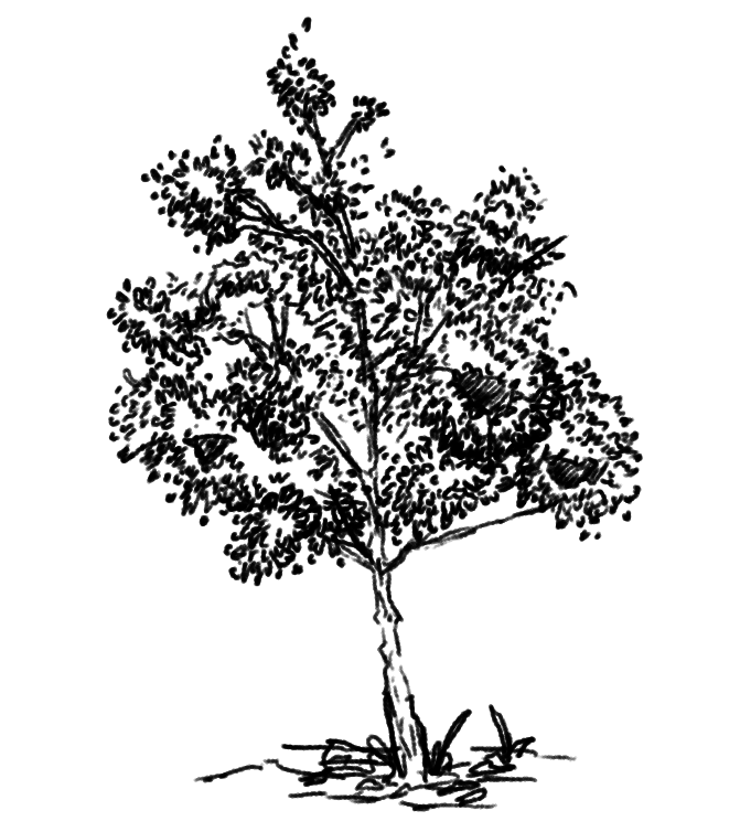 plant1.png