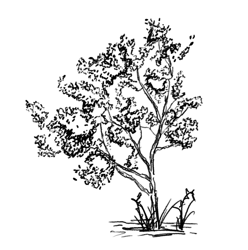 plant 3.png