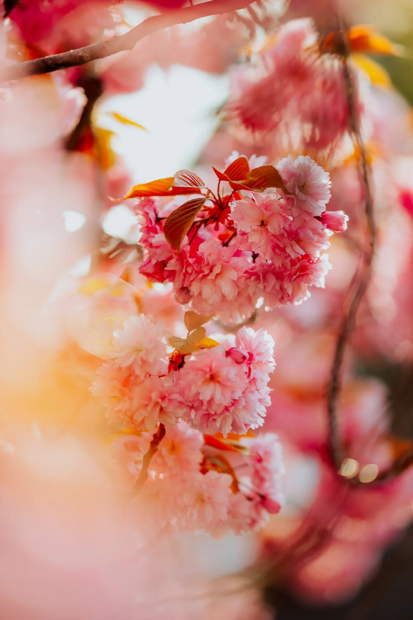 20260423_Kirschblüten_©MoritzJunge-1235.jpg