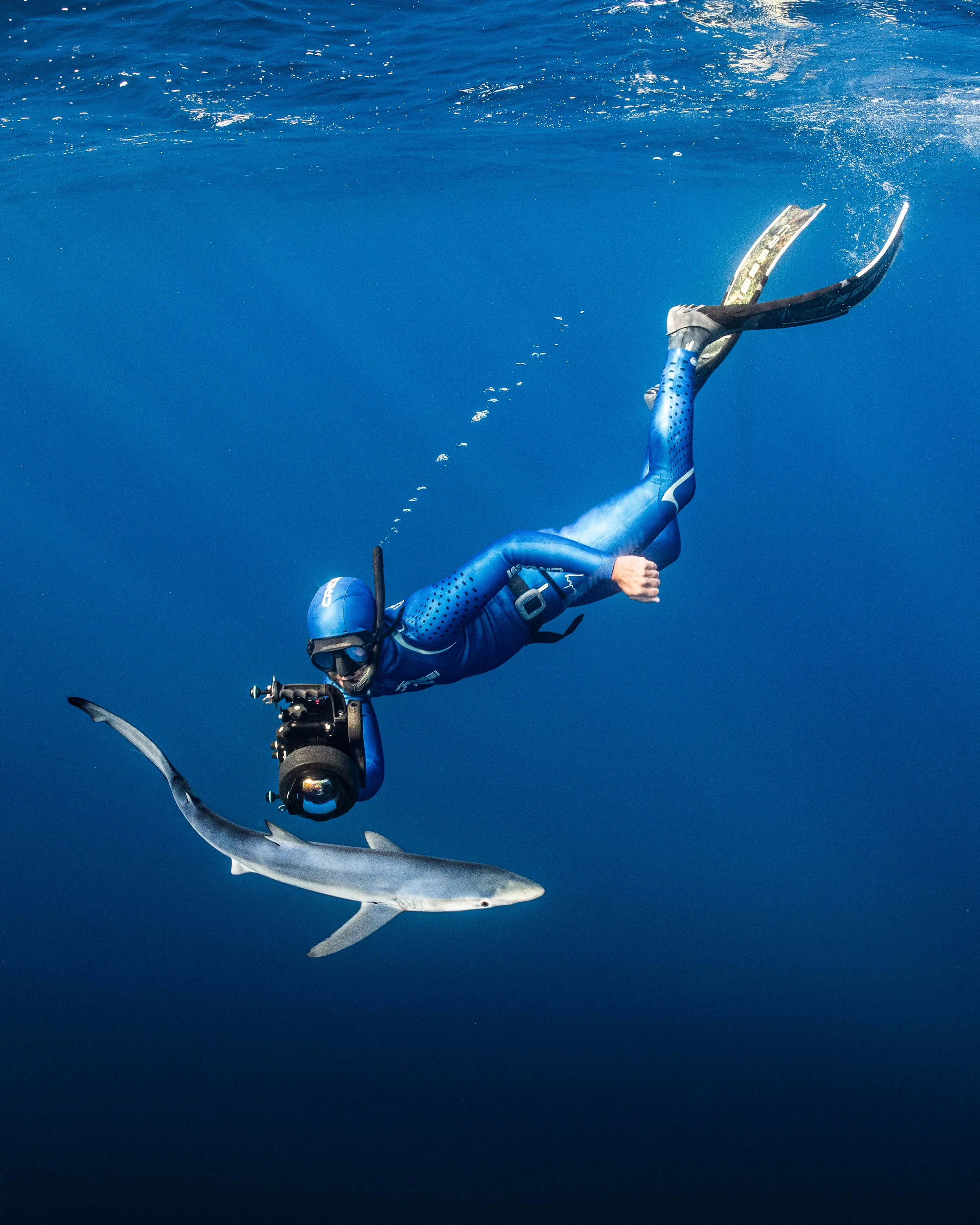 Snorkeling con gli squali (verdesca)