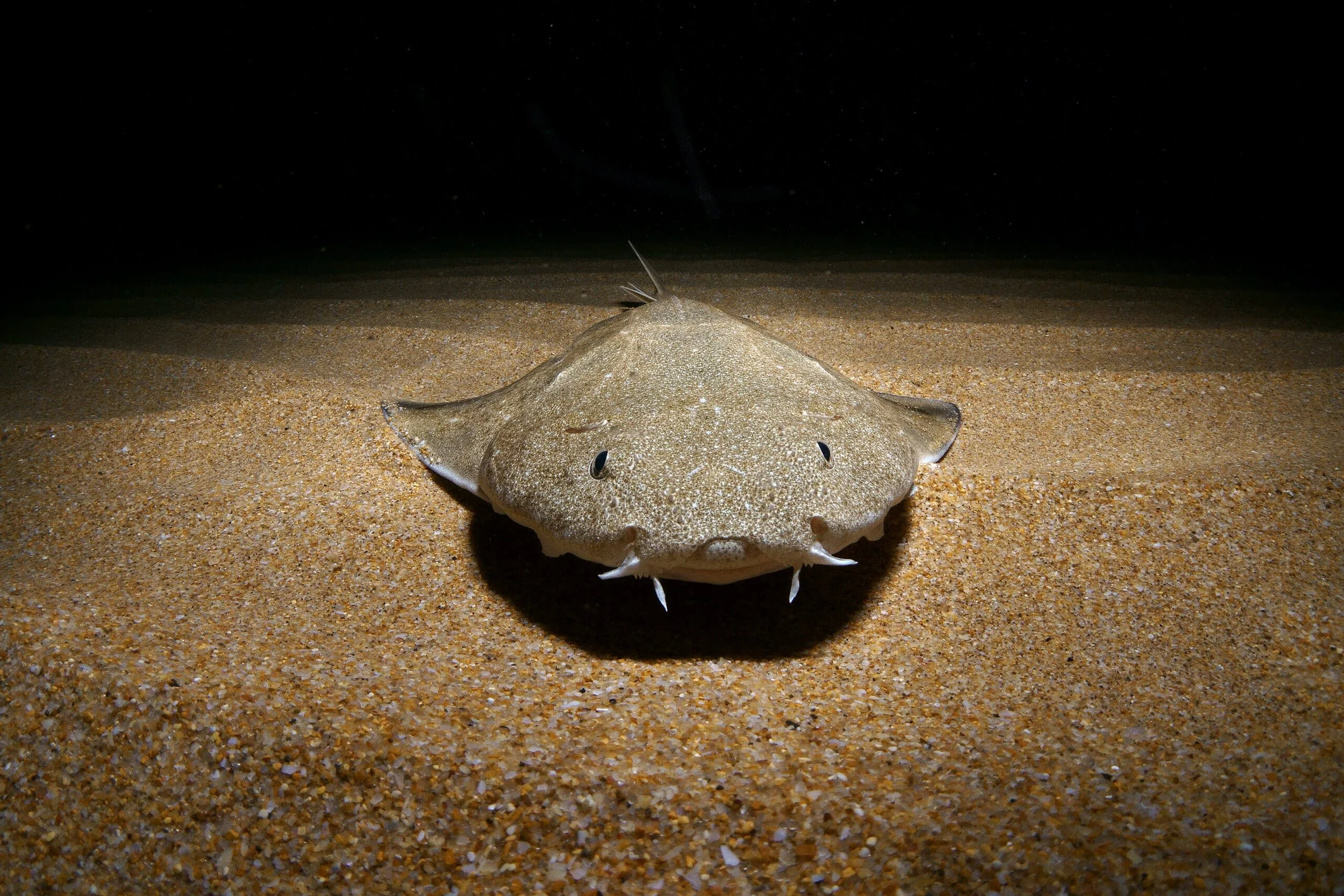 Immersioni alla ricerca dello squalo angelo 