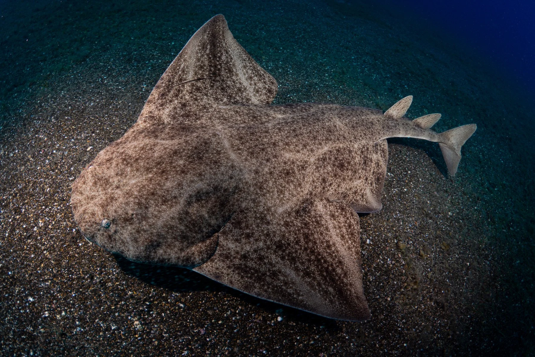 Squatina-squatina.jpg