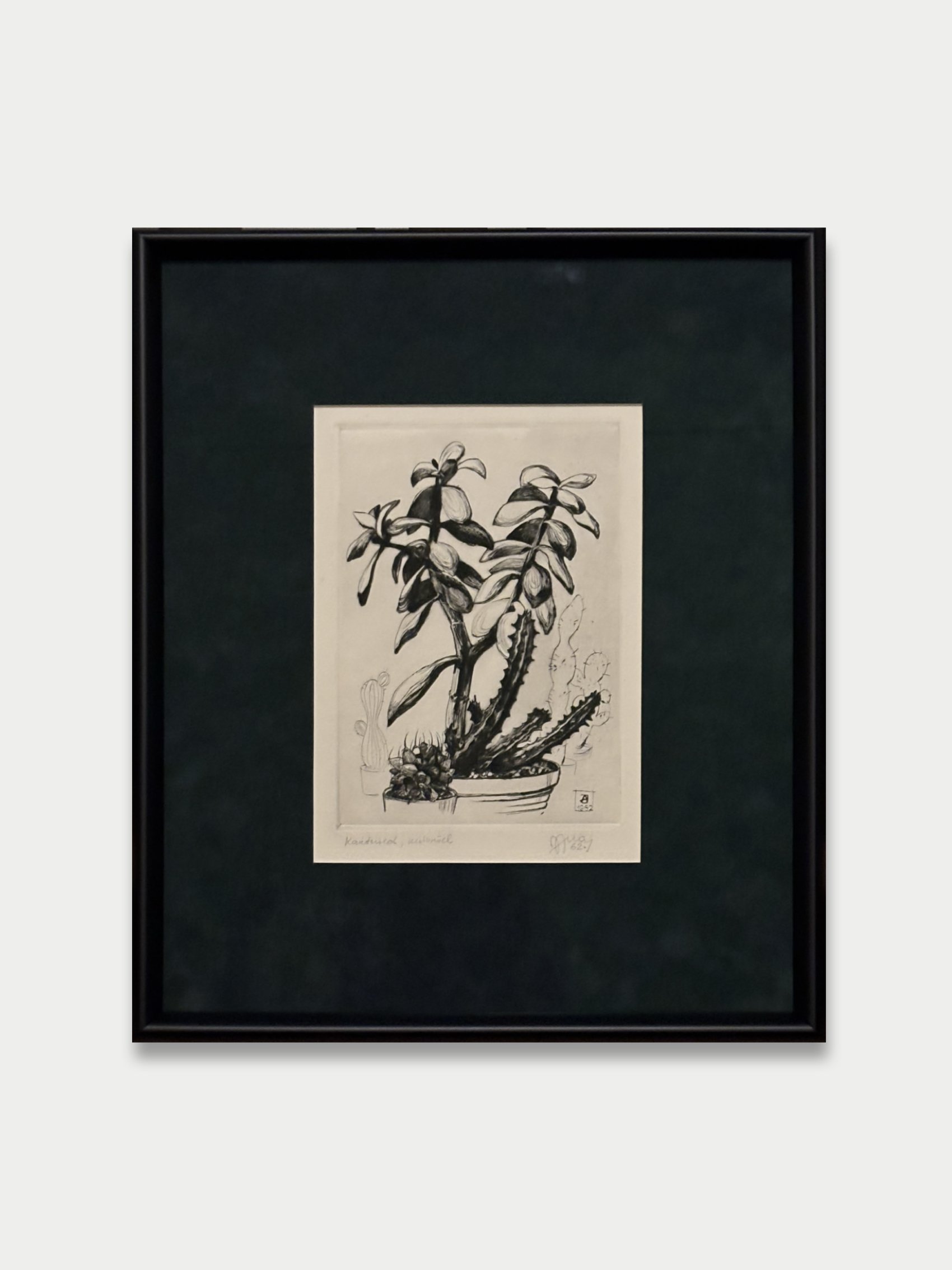 Jüri Arrak - Kaktused