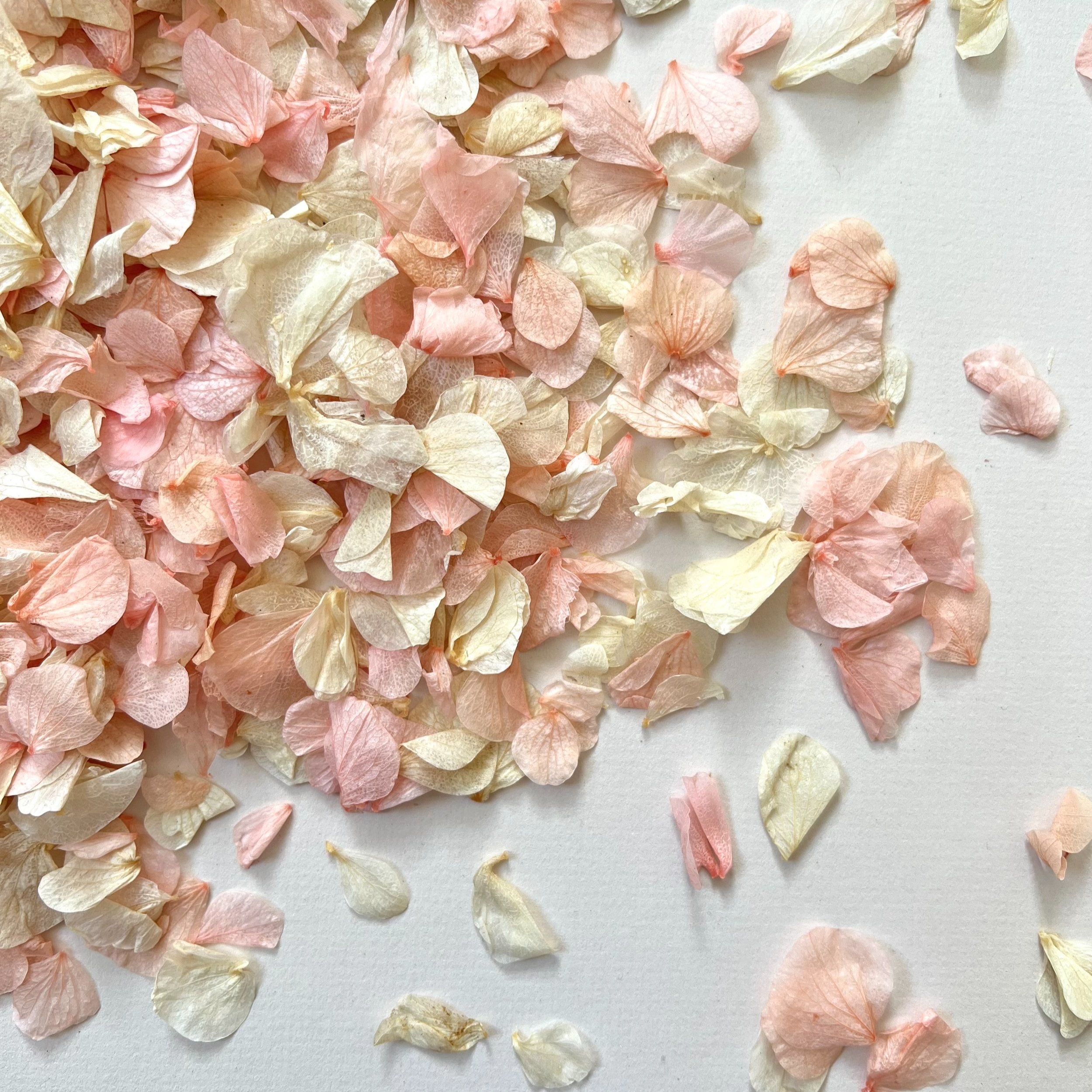 Luxury Wedding Confetti | Pink & Ivory Hydrangea Petals