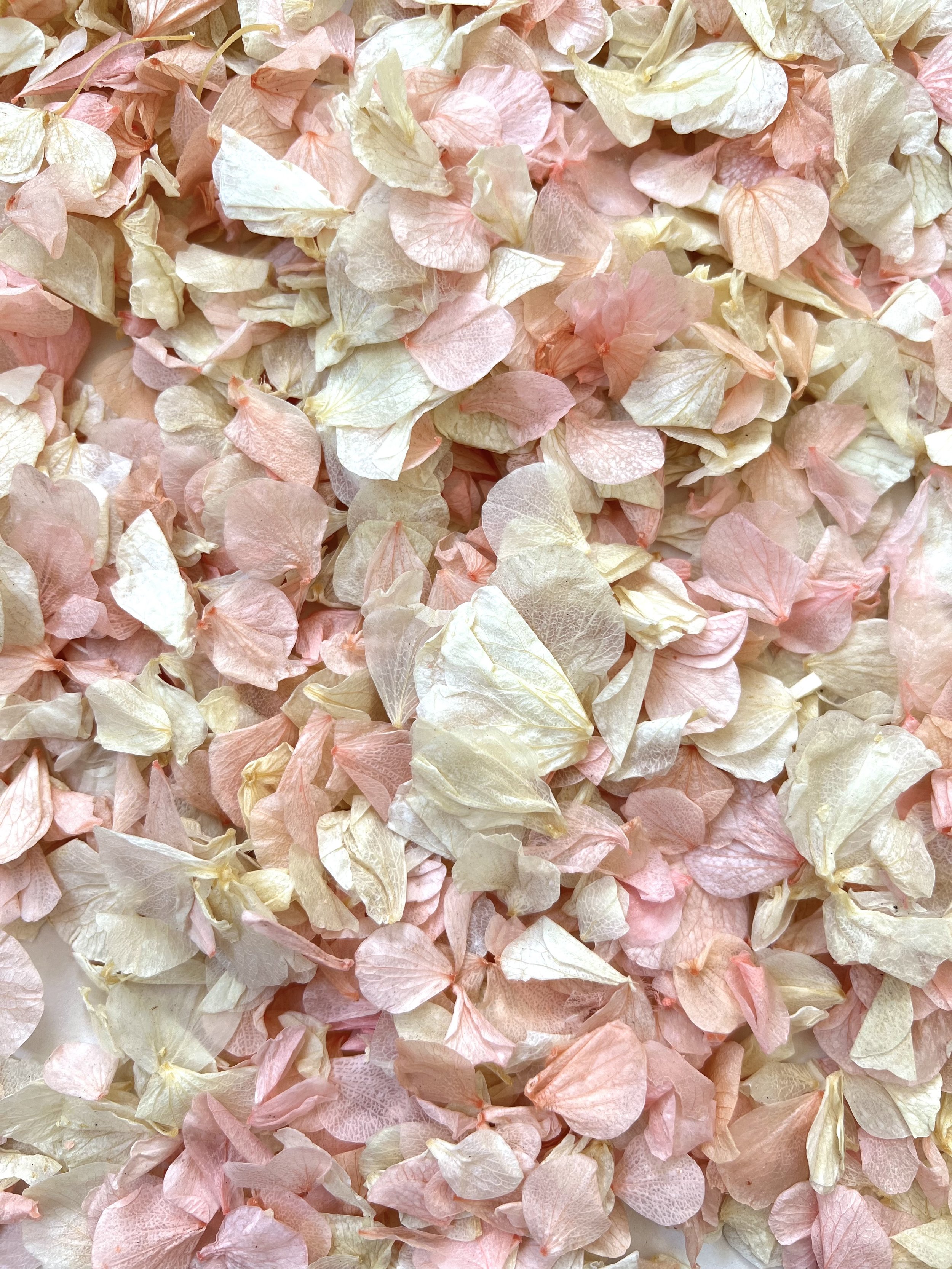 Pastel Pink & Ivory Hydrangea Petals.jpeg