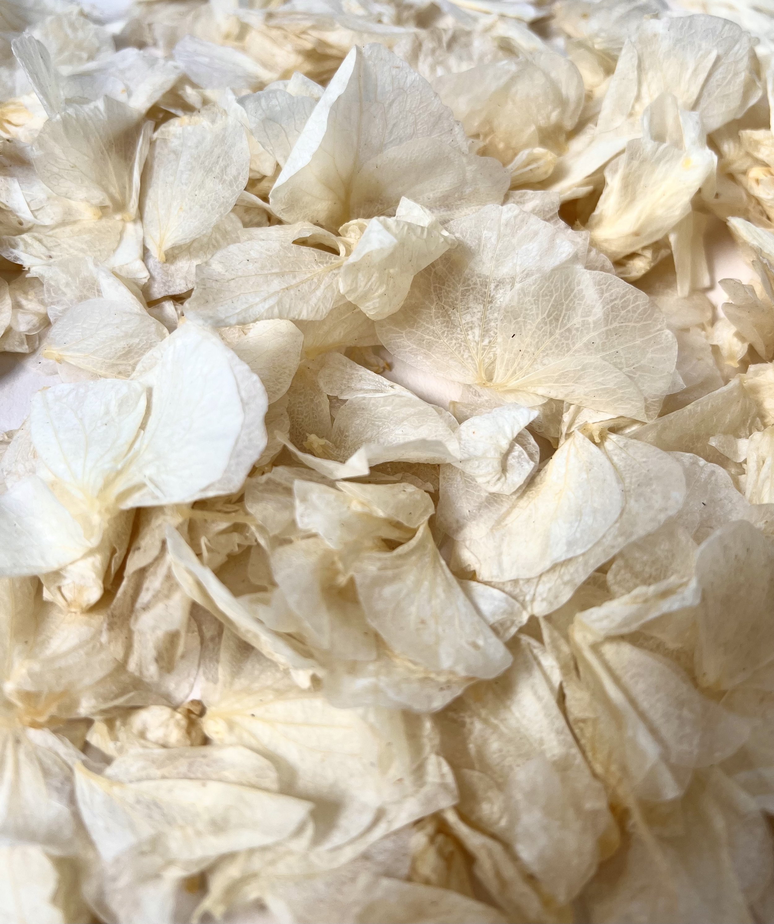 White Hydrangea Petal Confetti Biodegradable.jpeg