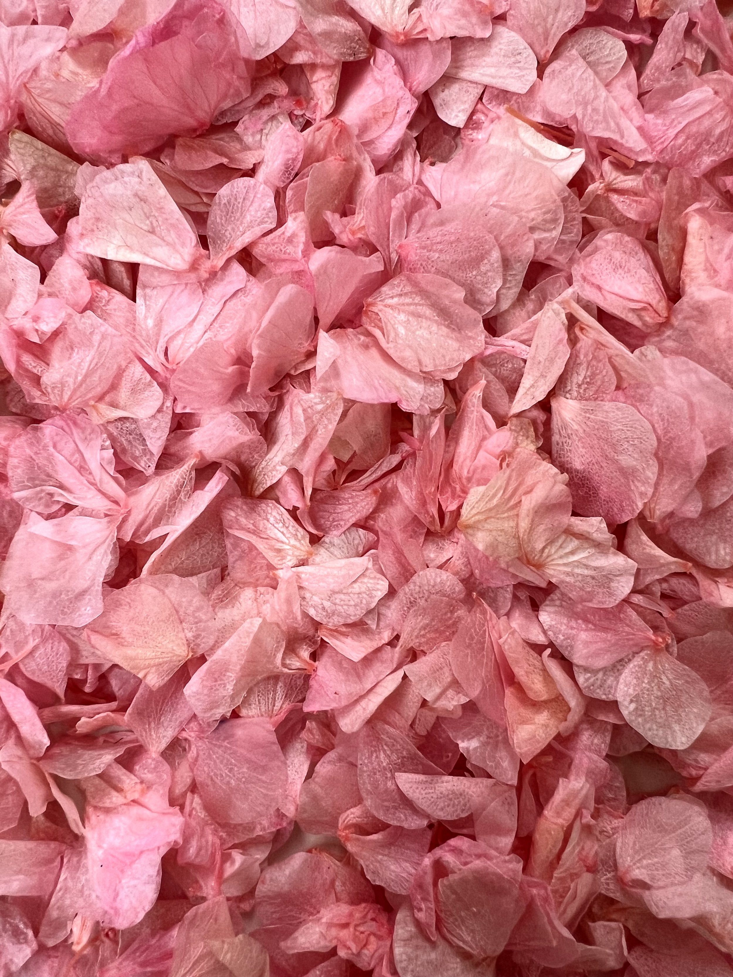 10 Handfuls | Pink Hydrangea Biodegradable Petal Confetti | 100% Natural & Biodegradable
