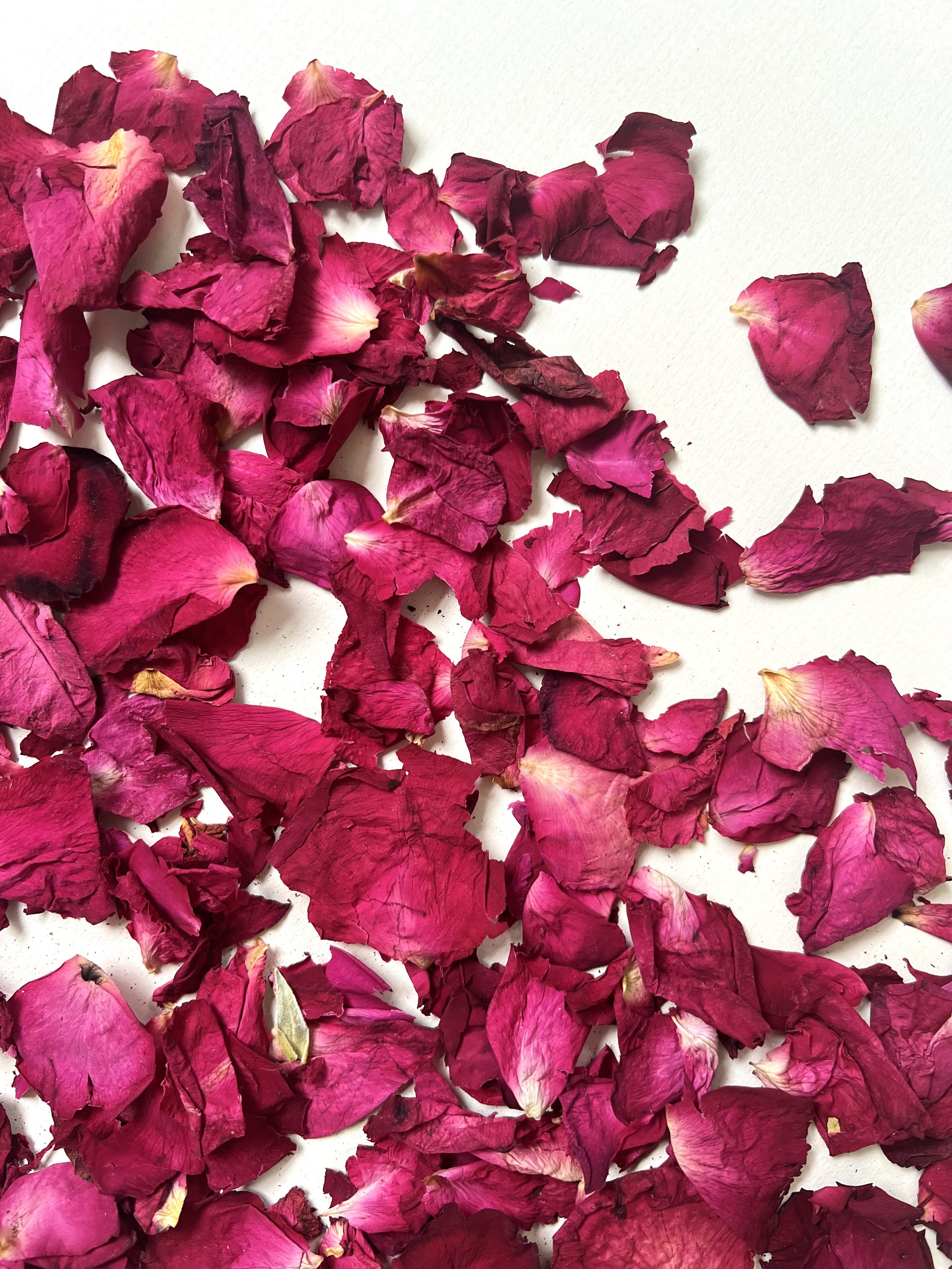 Merlot Rose Petals.jpeg
